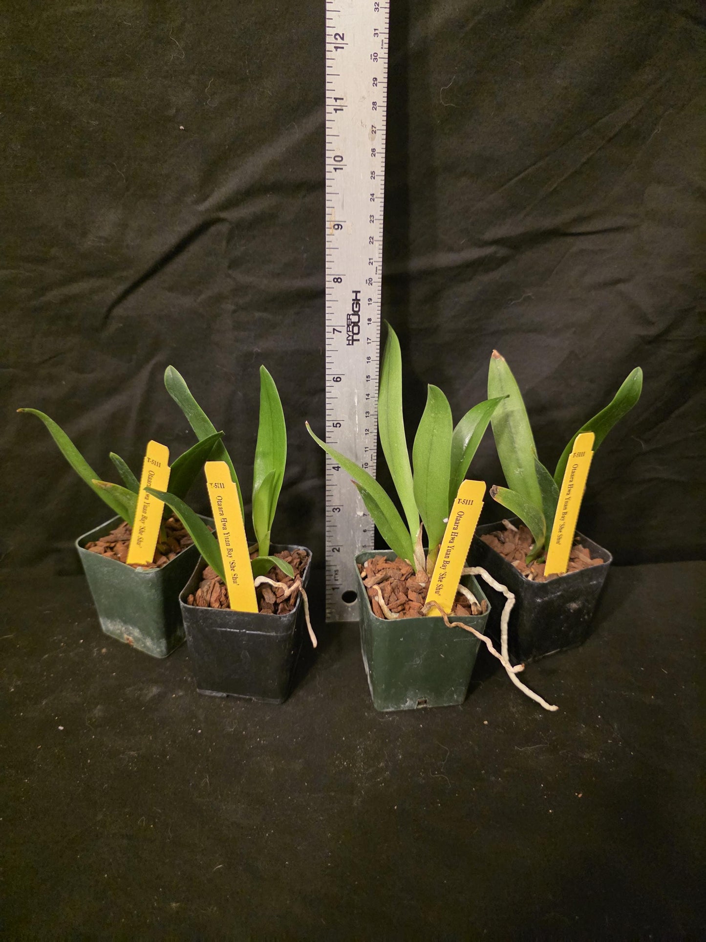Otaara Haw Yuan Bay 'She Shu' seedling size cattleya orchid clone. Compact grower. Beautiful blooms