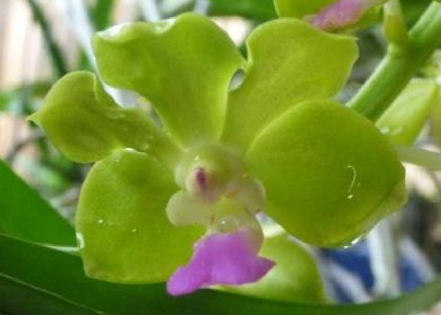 Vasco Thai Lime 'Boy' seedlimg size vandaceous orchid clone. Young plants