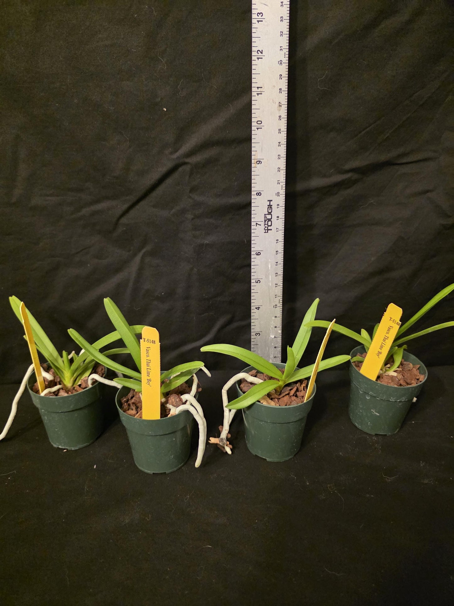 Vasco Thai Lime 'Boy' seedlimg size vandaceous orchid clone. Young plants