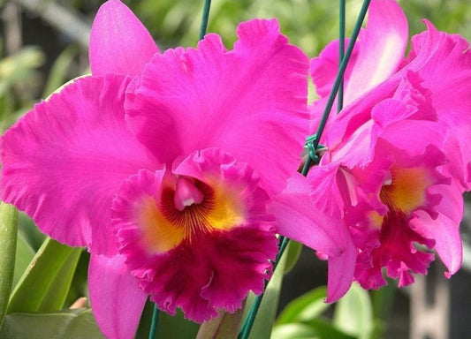 Rlc Ronald's Canyon 'Koko Head' seedling size cattleya orchid clones. Fragrant beautiful.