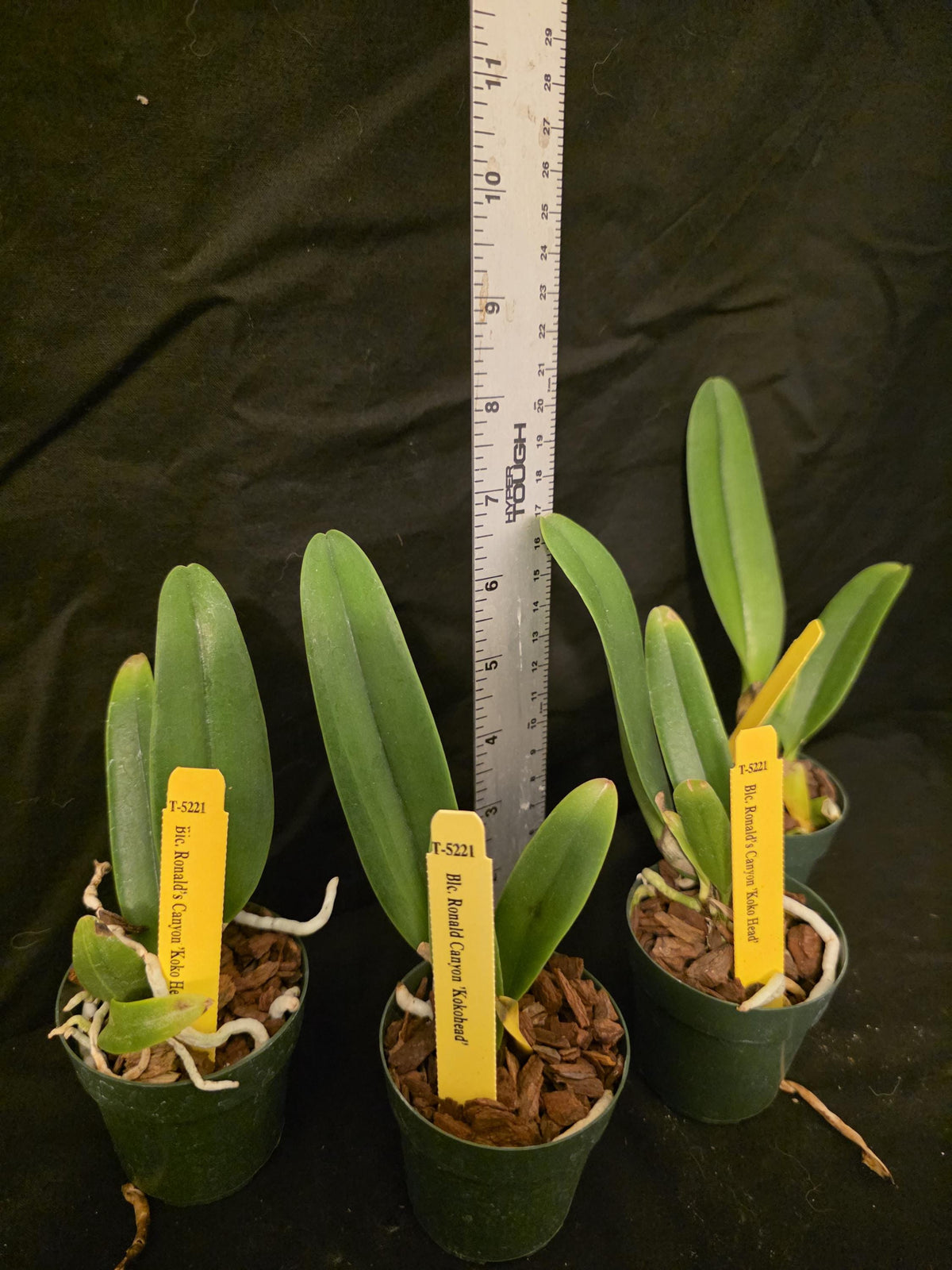 Rlc Ronald's Canyon 'Koko Head' seedling size cattleya orchid clones. Fragrant beautiful.