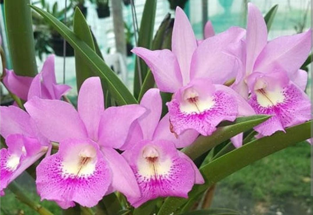 Bc Little Mermaid 'Janet' seedling size brassocattleya orchid clone. Fast grower, prolific bloomer.