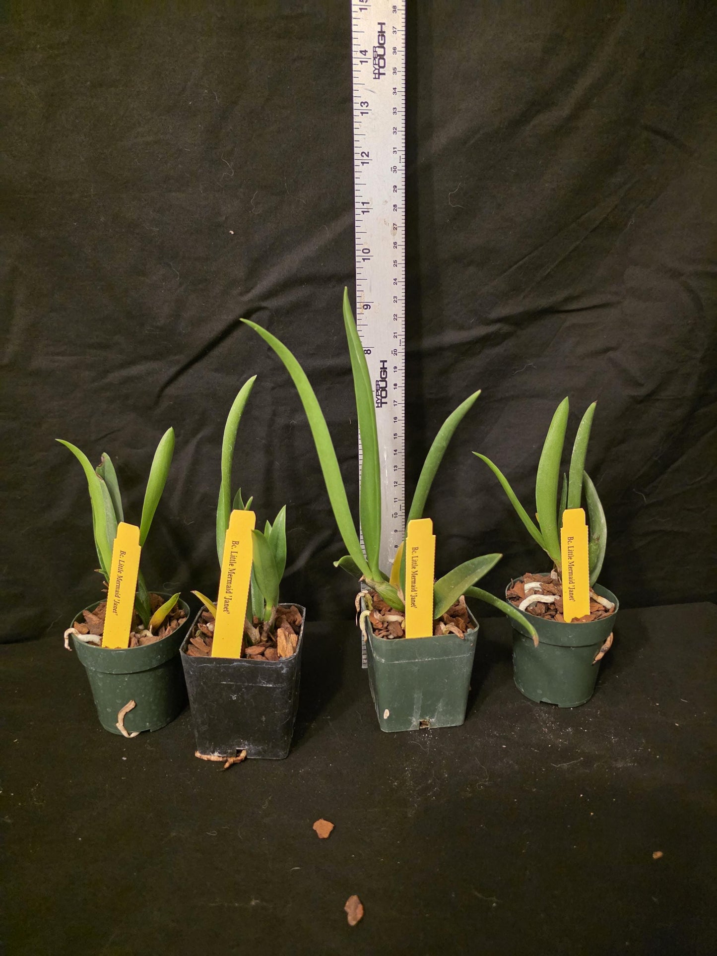 Bc Little Mermaid 'Janet' seedling size brassocattleya orchid clone. Fast grower, prolific bloomer.