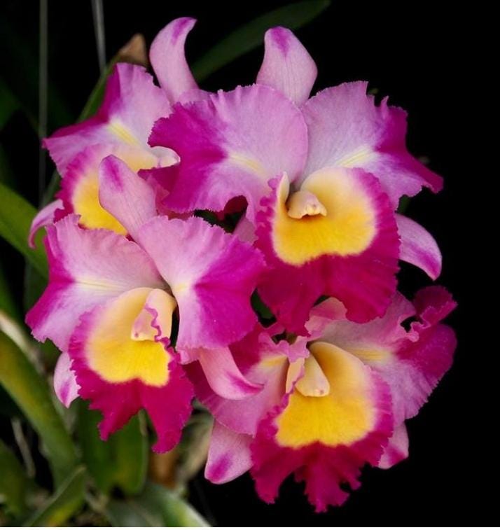 Otaara Haw Yuan Bay 'She Shu' seedling size cattleya orchid clone. Compact grower. Beautiful blooms