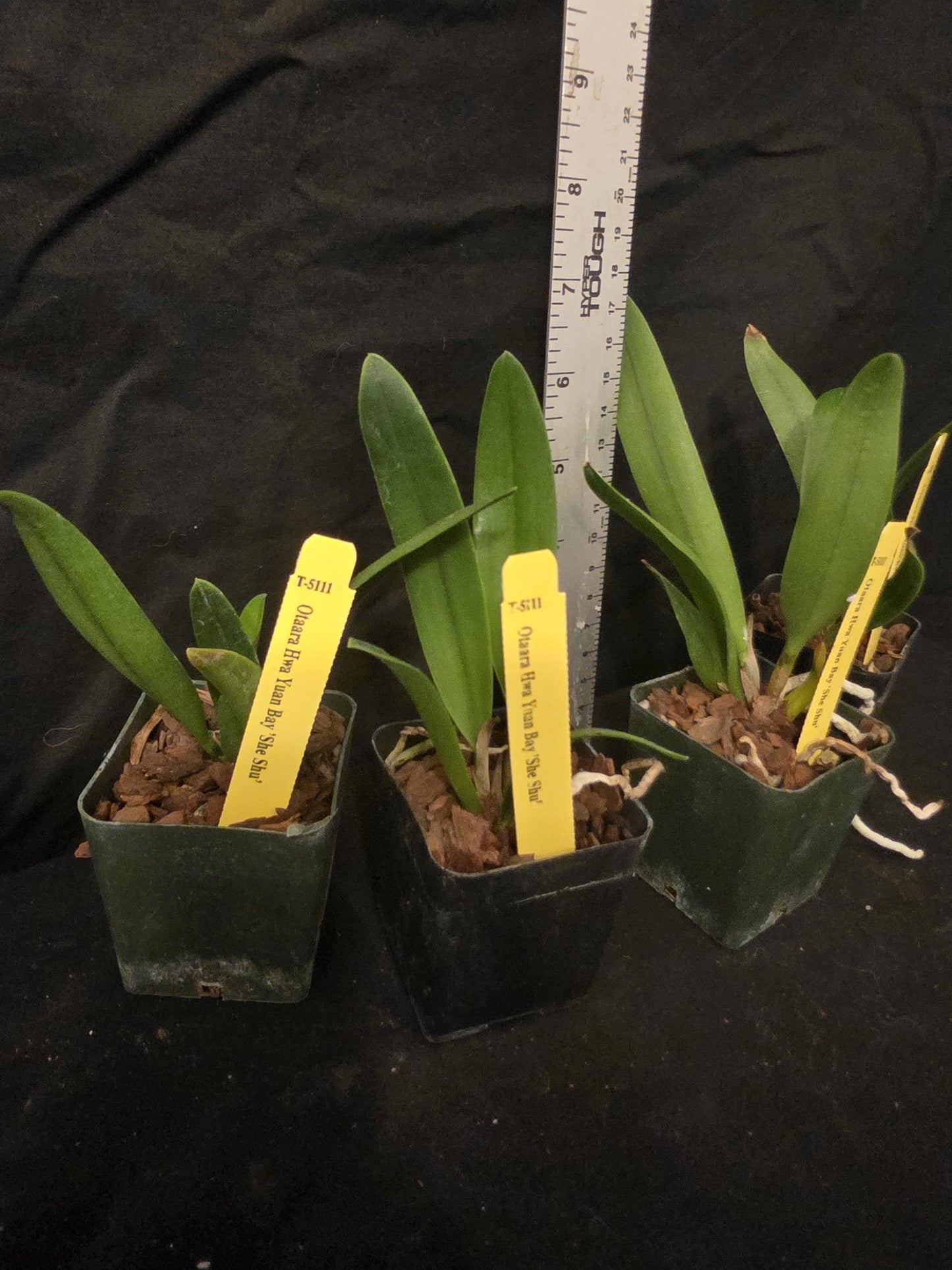 Otaara Haw Yuan Bay 'She Shu' seedling size cattleya orchid clone. Compact grower. Beautiful blooms