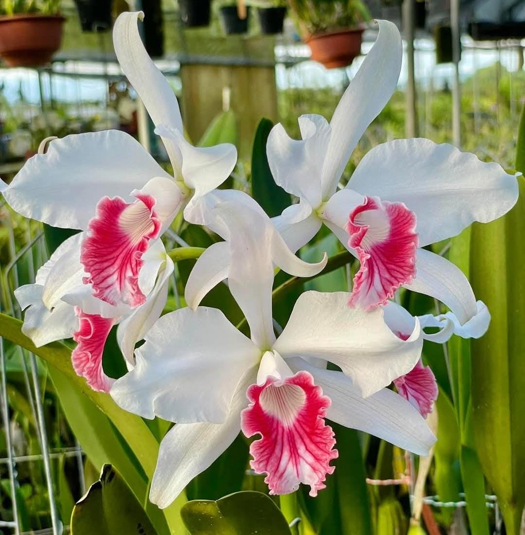 Cattleya purpurata var carnea. Blooming size cattleya species. Large plant large beautiful blooms rare, highly desired color form.