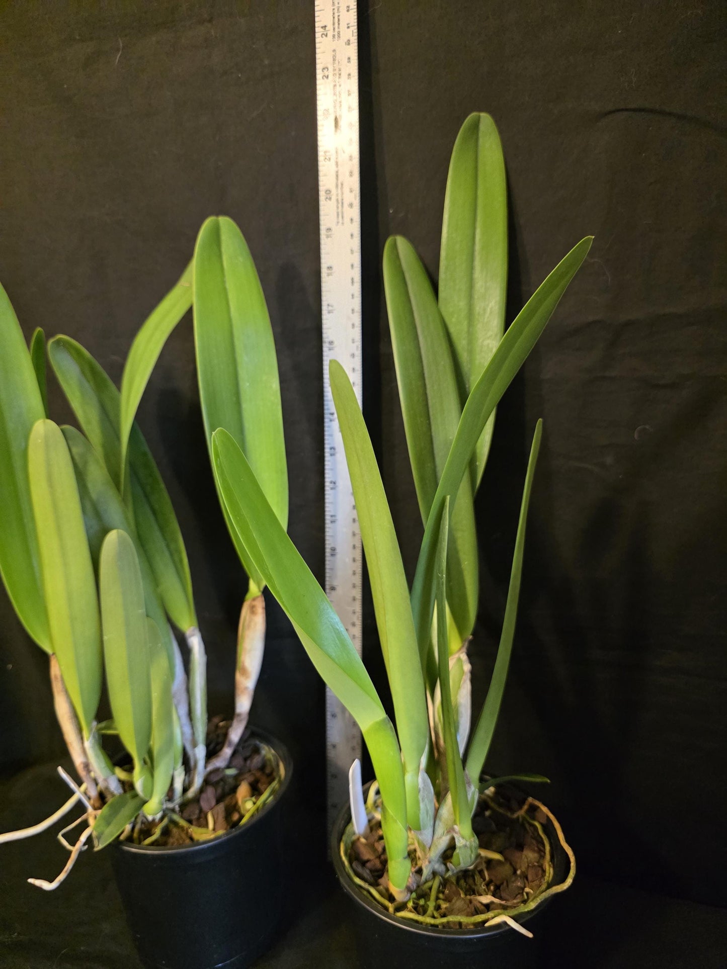 Cattleya purpurata var carnea. Blooming size cattleya species. Large plant large beautiful blooms rare, highly desired color form.