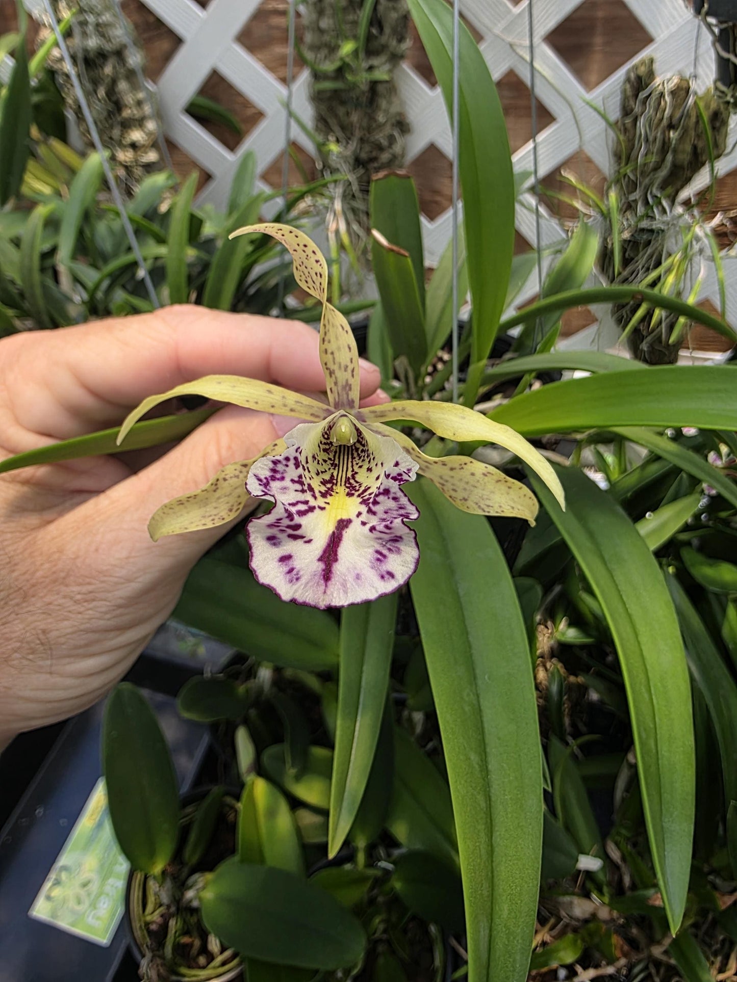 Myrmecavola Aruba's Spotted Beauty Currently in Spike. Large blooming size plant. Hard to find, highly desired. Cattleya Brassavola hybrid