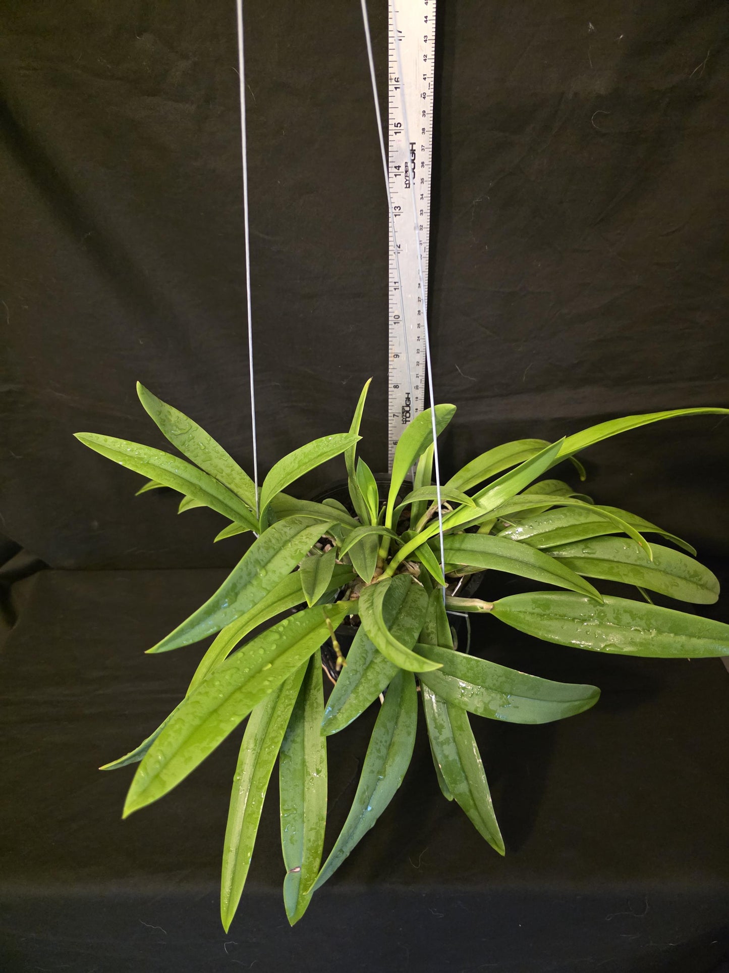 Myrmecavola Aruba's Spotted Beauty Currently in Spike. Large blooming size plant. Hard to find, highly desired. Cattleya Brassavola hybrid