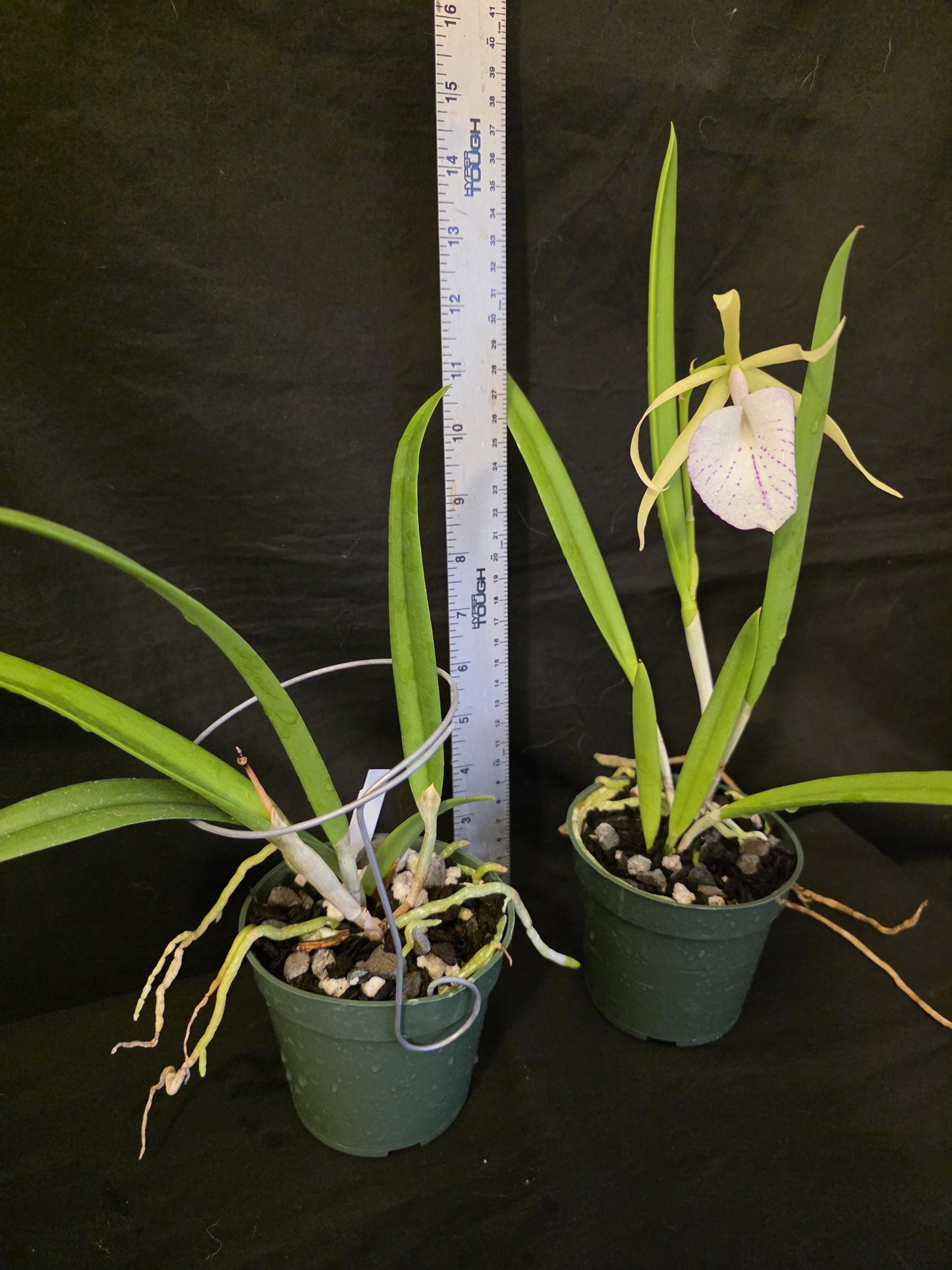 Cattleya Elegans x Brassavola nodosa Blooming size orchid hybrid. Nice spotted lip and fragrant