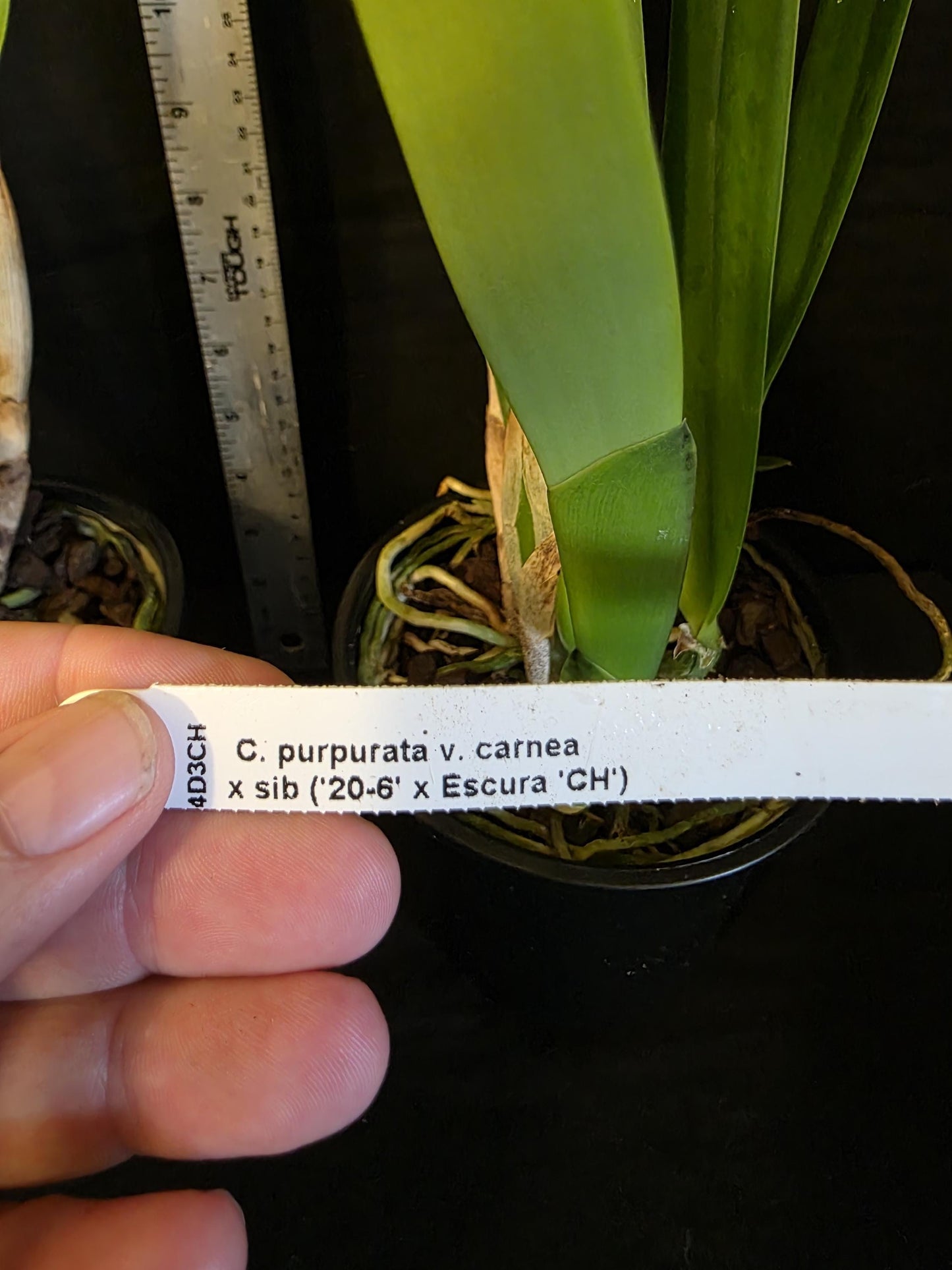 Cattleya purpurata var carnea. Blooming size cattleya species. Large plant large beautiful blooms rare, highly desired color form.