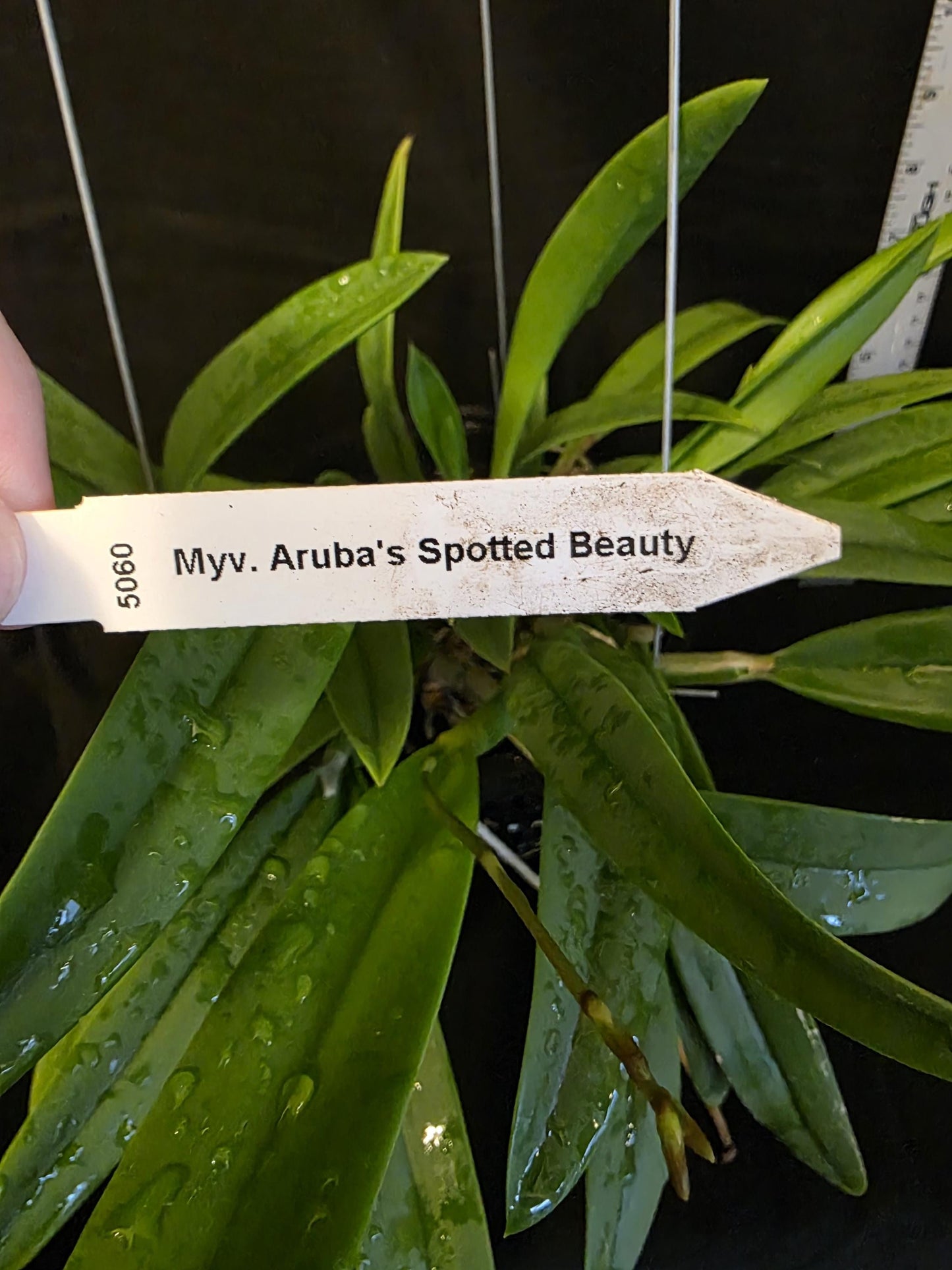 Myrmecavola Aruba's Spotted Beauty Currently in Spike. Large blooming size plant. Hard to find, highly desired. Cattleya Brassavola hybrid