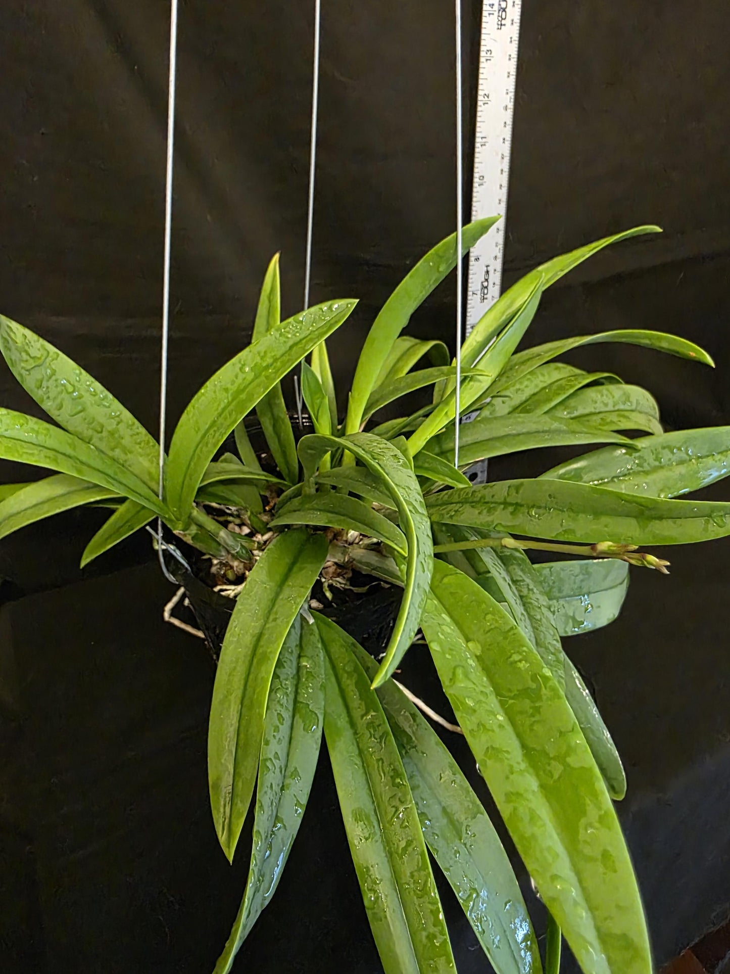 Myrmecavola Aruba's Spotted Beauty Currently in Spike. Large blooming size plant. Hard to find, highly desired. Cattleya Brassavola hybrid