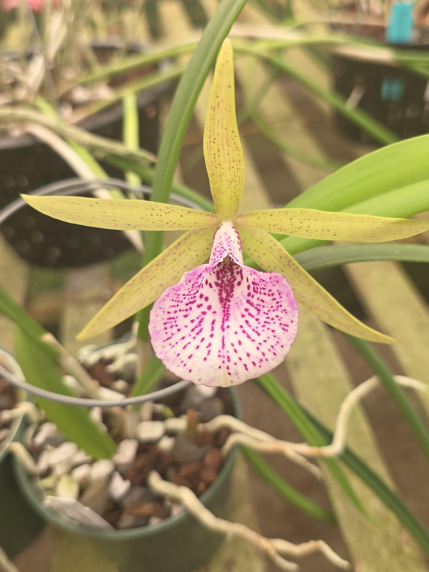 Cattleya Elegans x Brassavola nodosa Blooming size orchid hybrid. Nice spotted lip and fragrant