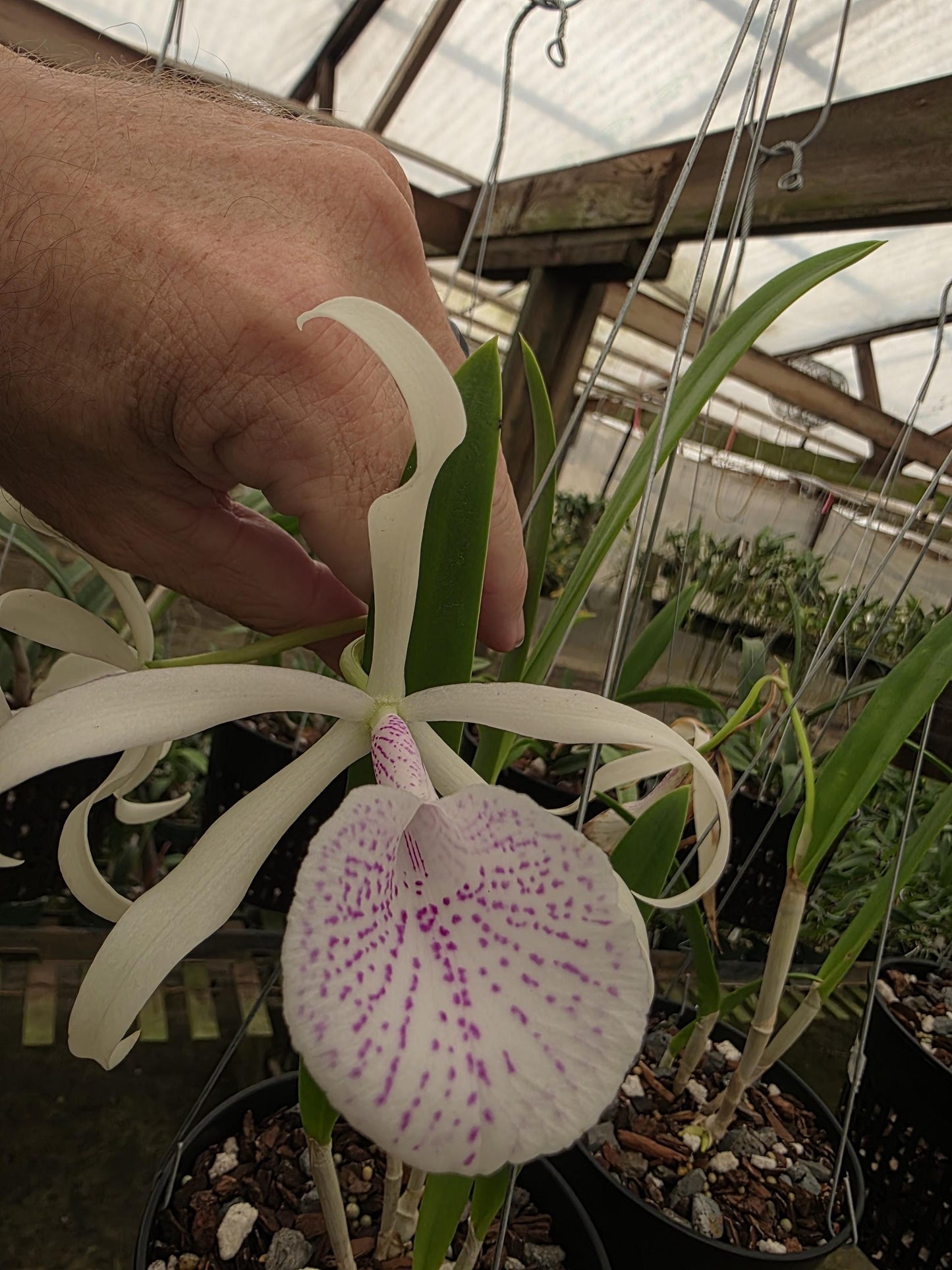 Cattleya Elegans x Brassavola nodosa Blooming size orchid hybrid. Nice spotted lip and fragrant