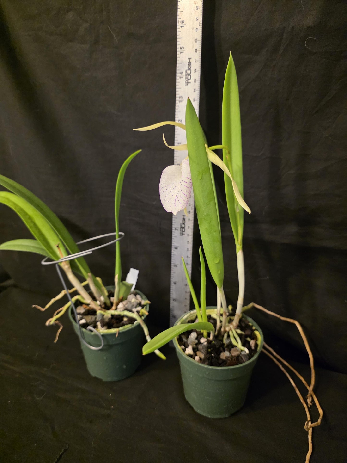 Cattleya Elegans x Brassavola nodosa Blooming size orchid hybrid. Nice spotted lip and fragrant