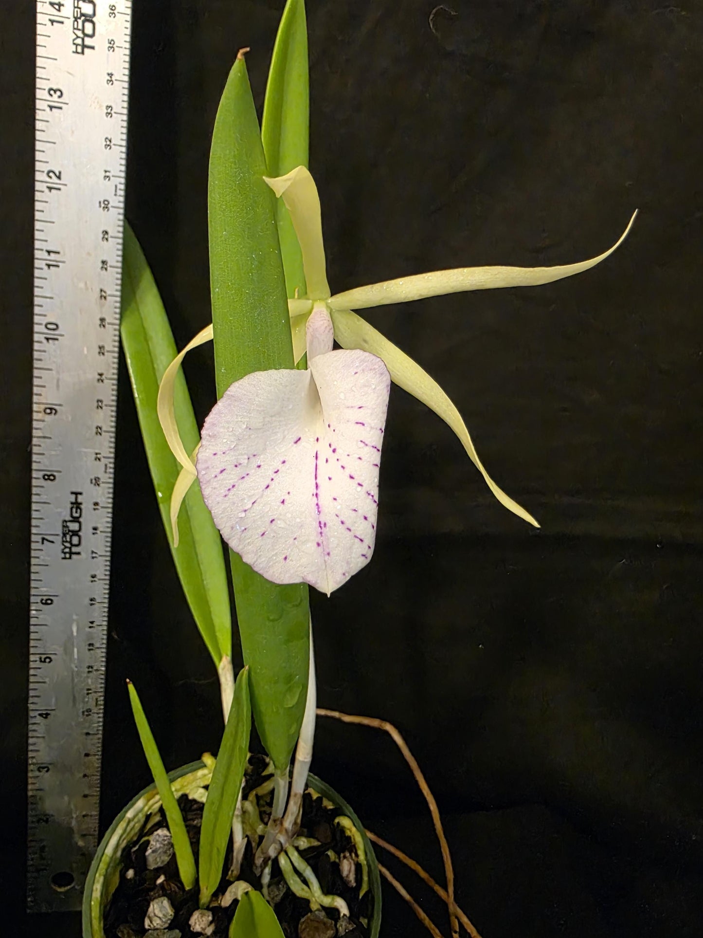 Cattleya Elegans x Brassavola nodosa Blooming size orchid hybrid. Nice spotted lip and fragrant