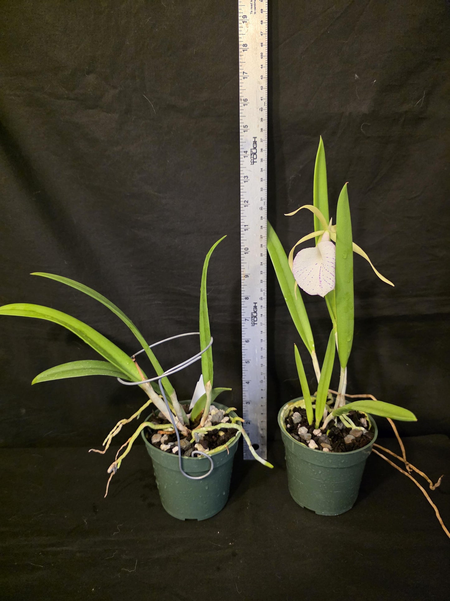 Cattleya Elegans x Brassavola nodosa Blooming size orchid hybrid. Nice spotted lip and fragrant