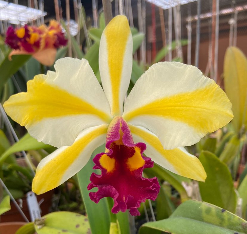 Rth Fu Shu Glory 'Happy Holiday' near blooming size cattleya orchid hybrid