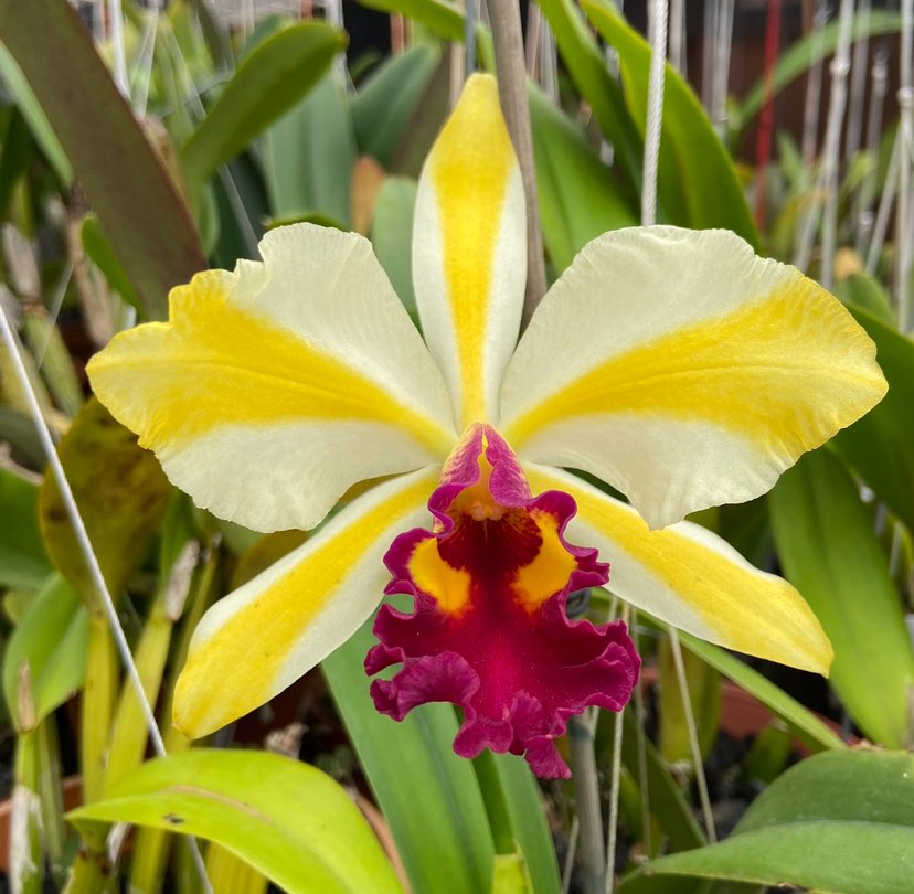 Rth Fu Shu Glory 'Happy Holiday' near blooming size cattleya orchid hybrid