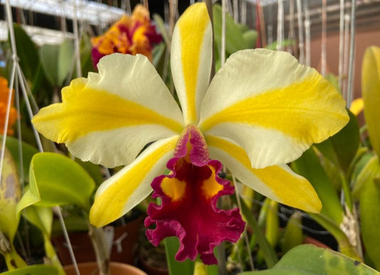 Rth Fu Shu Glory 'Happy Holiday' near blooming size cattleya orchid hybrid