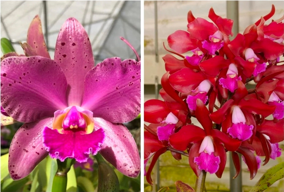Slc Durigan x Lc Summerland Girl. Near bloom size compact cattleya orchid hybrid.