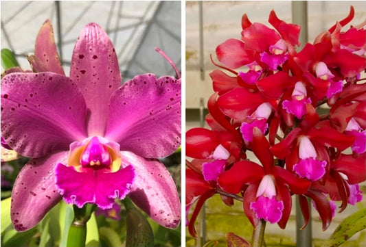 Slc Durigan x Lc Summerland Girl. Near bloom size compact cattleya orchid hybrid.
