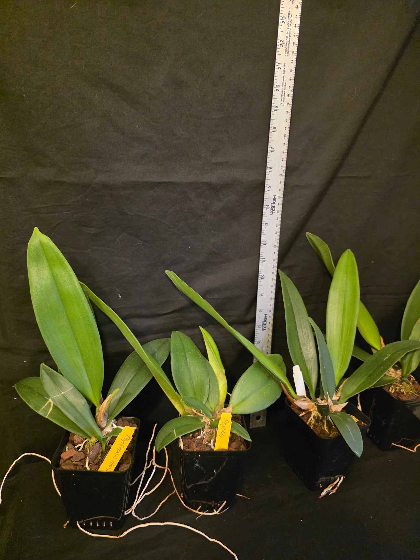 Psychopsis Mariposa. Blooming size rare orchid hybrid