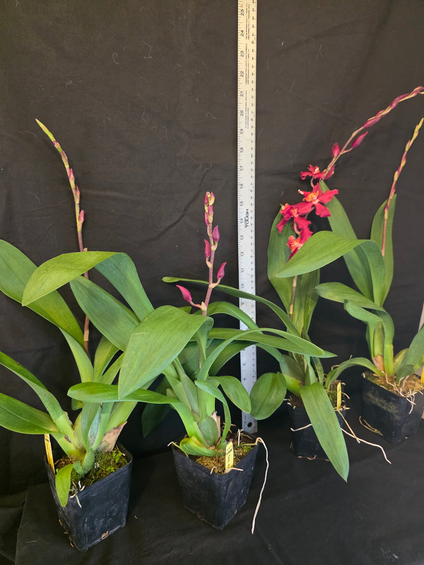 Wilsonara Aloha Kapoho. In Spike Blooming size intergeneric oncidium orchid clone.