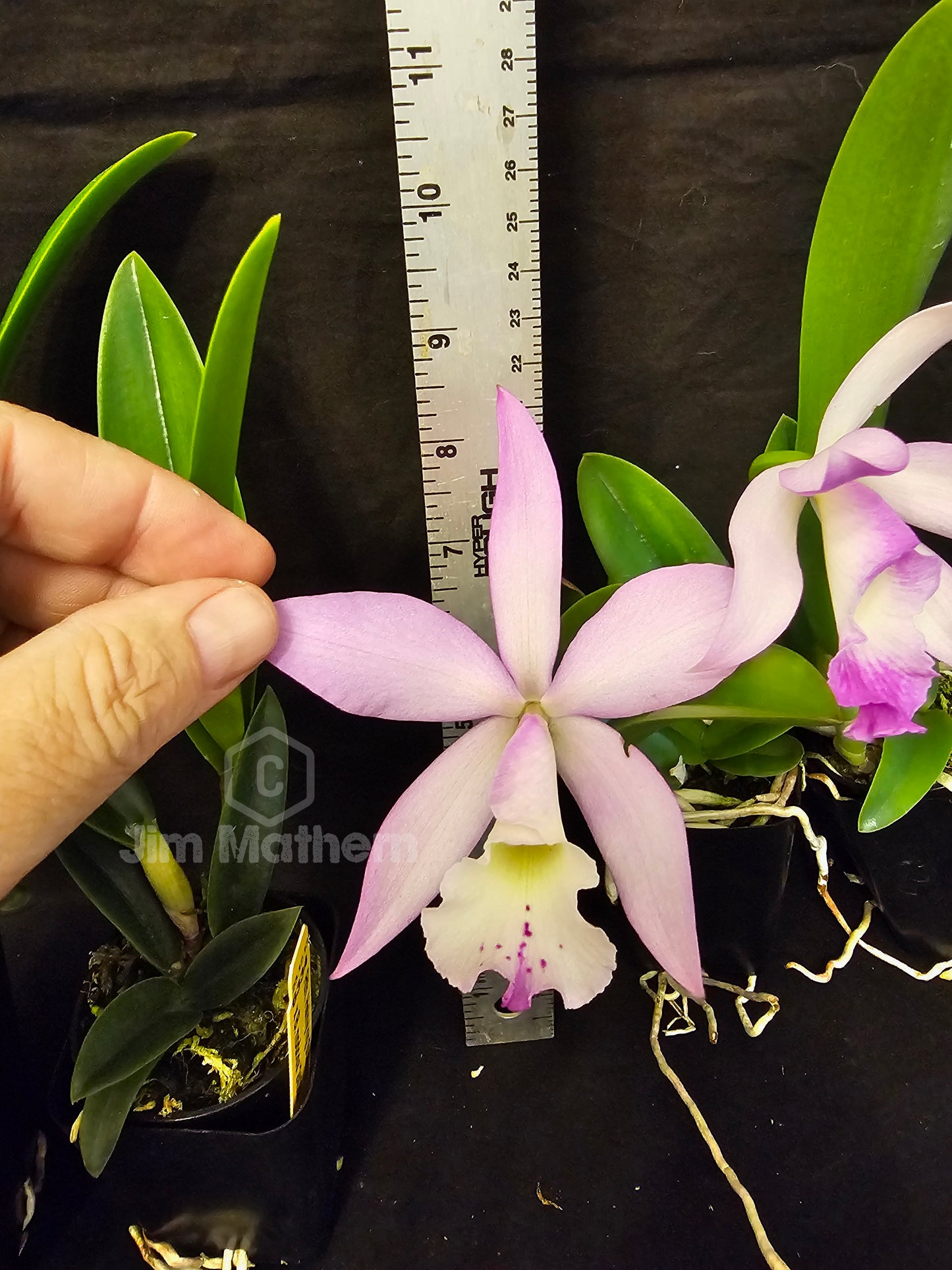 Rth Hsinying Starlight x Brassavola nodosa. Blooming size cattleya brassavola orchid hybrid. Seed grown plants