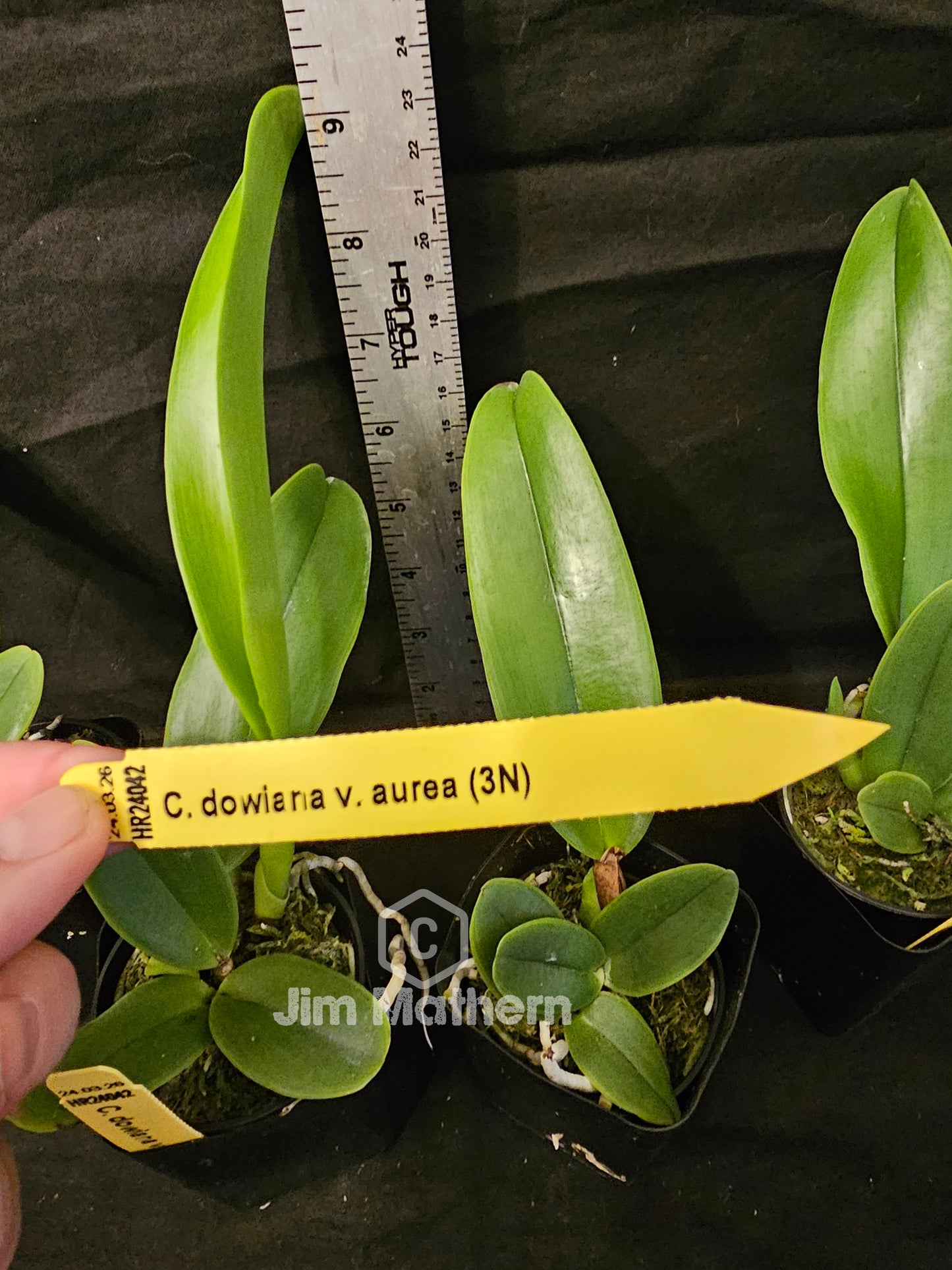 Cattleya dowiana var Aurea 'Net Dream' Rare orchid species.  Healthy non bloom size plants 2.5" pot. Clones