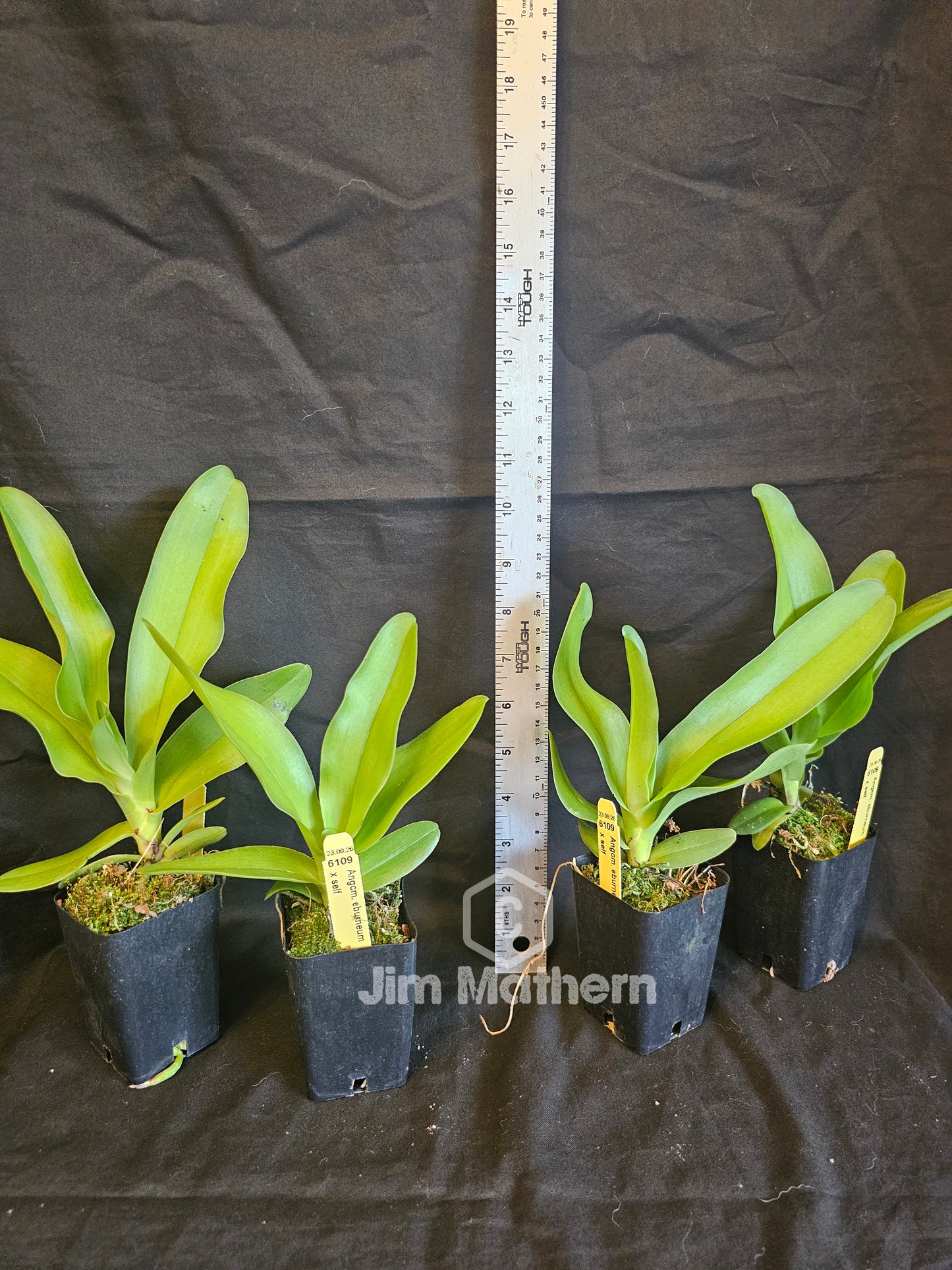 Angraecum eburneum. Angraecum species orchid. 3" pot