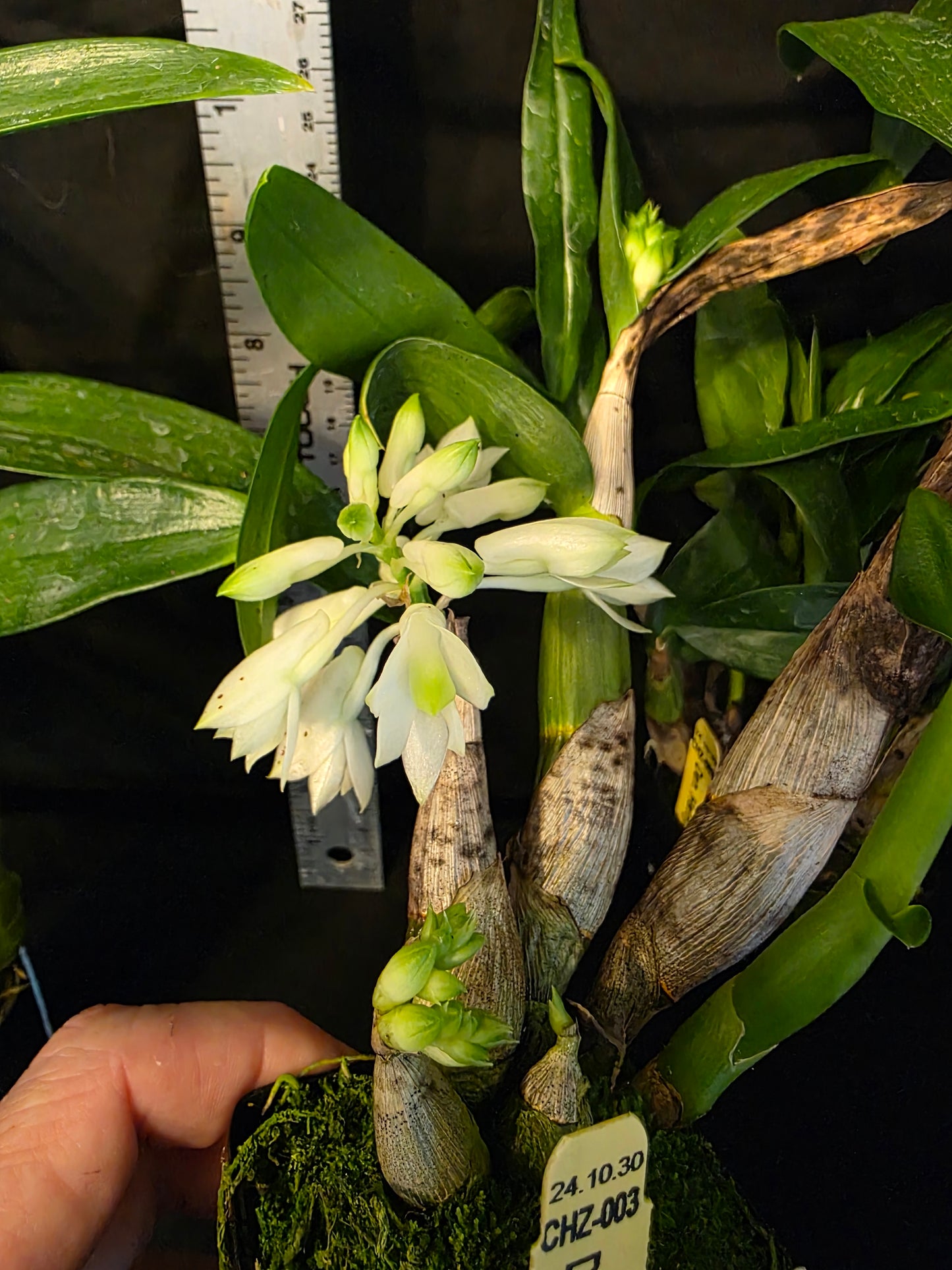Dendrobium Hsinying Smile 'Mont Blanc' blooming size Dendrobium orchid clone unique beautiful blooms
