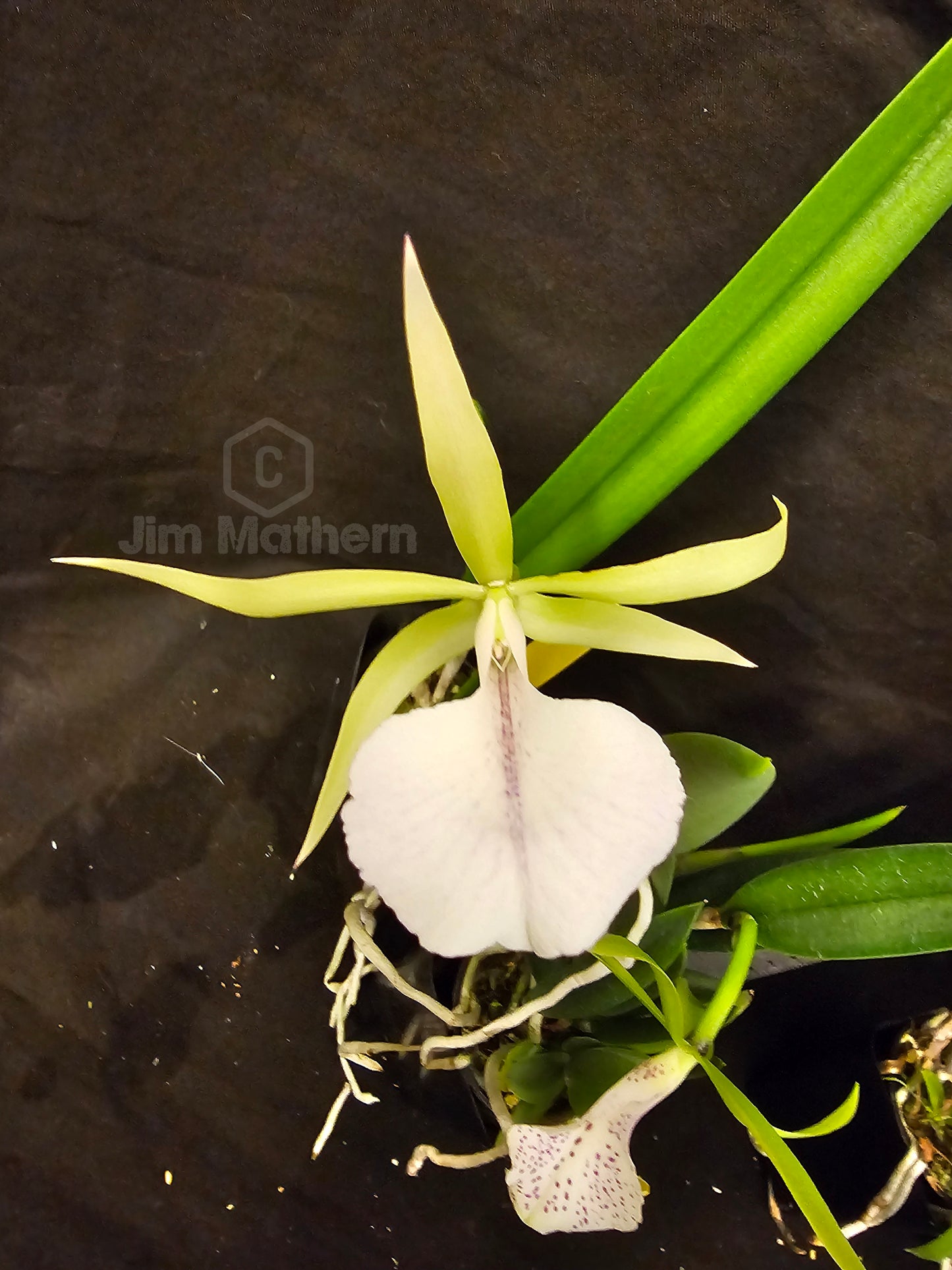 Bc Moi (Cattleya Facelis x Brassavola nodosa) Blooming size nodosa orchid hybrid