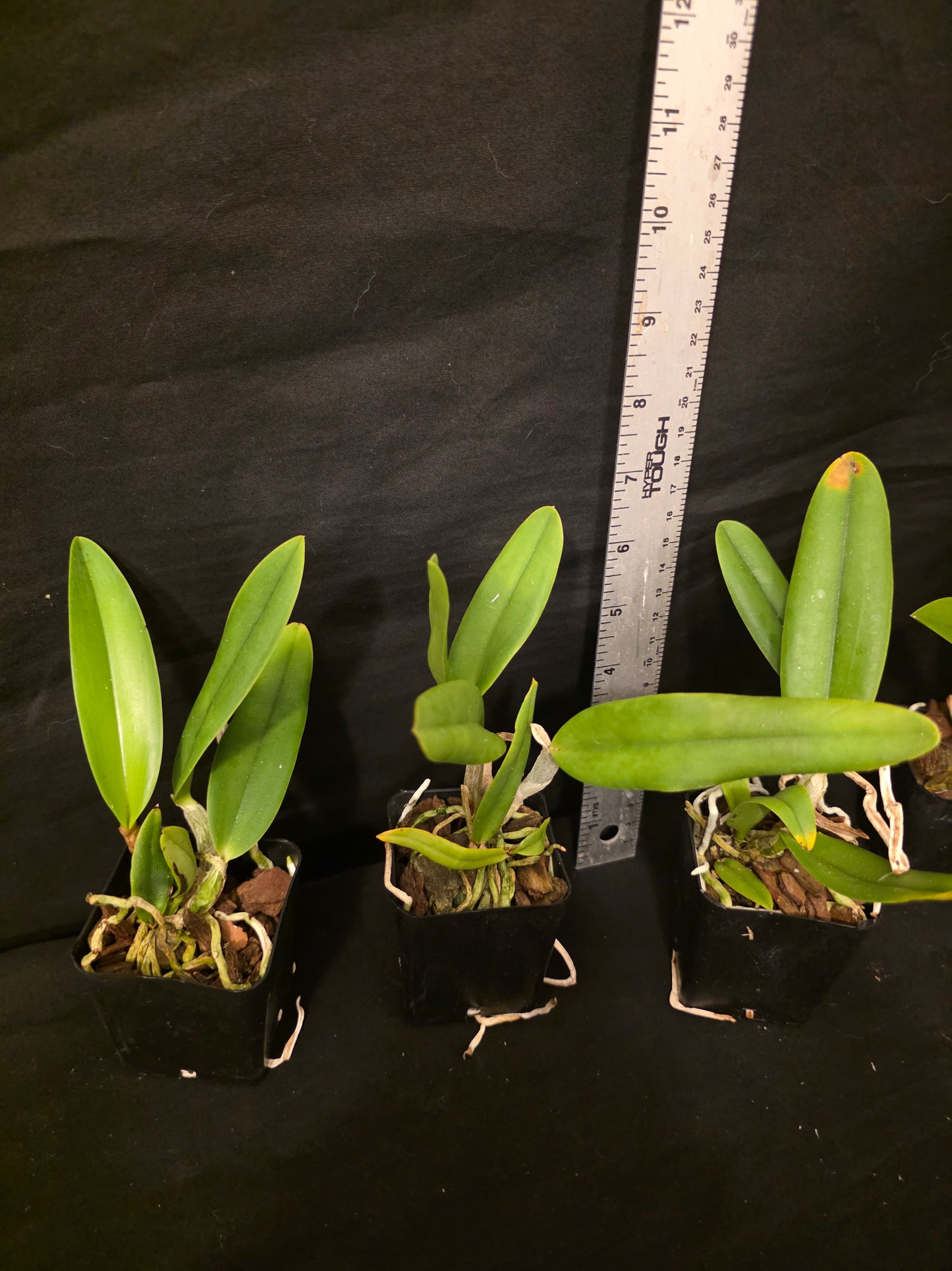 Lc Lake Tahoe x Lc Cornelia. Miniature/compact growing cattleya orchid hybrid. Beautiful coerulea blooms.