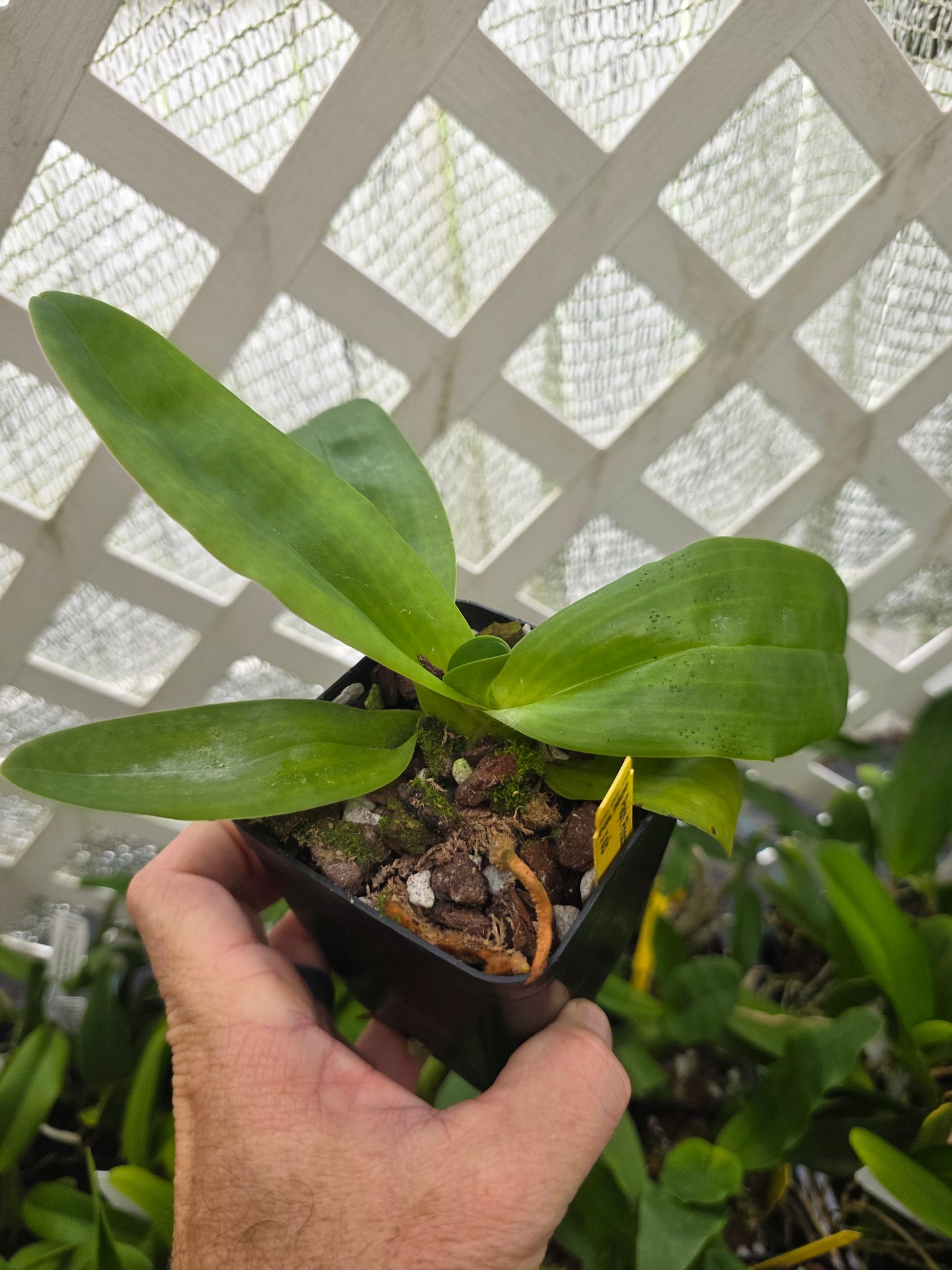 Paphiopedilum Pinocchio blooming size Paphiopedilum orchid hybrid. Unique beautiful blooms