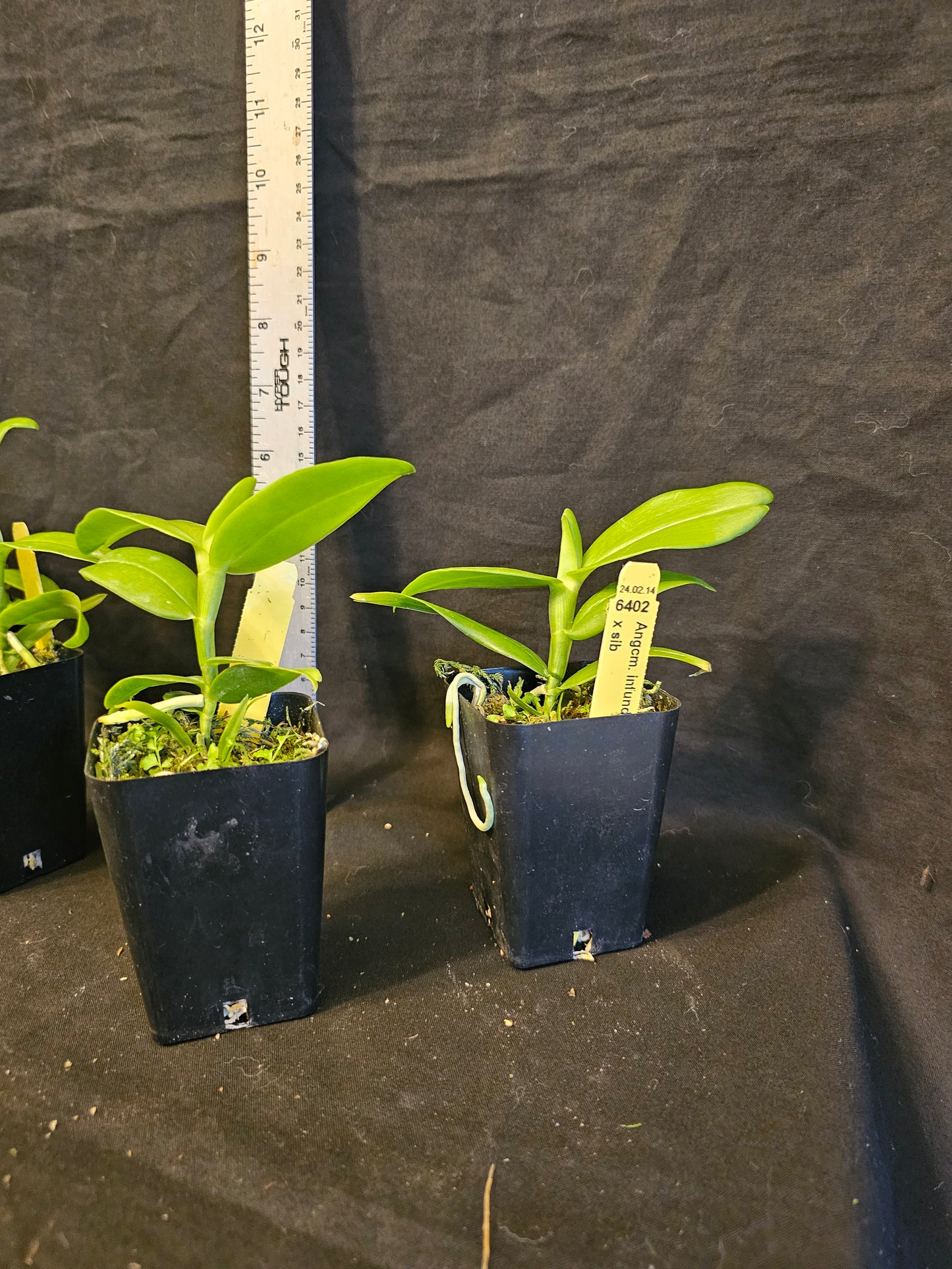 Angraecum infundibulaire non bloom size rare Angraecum orchid species. Large blooms