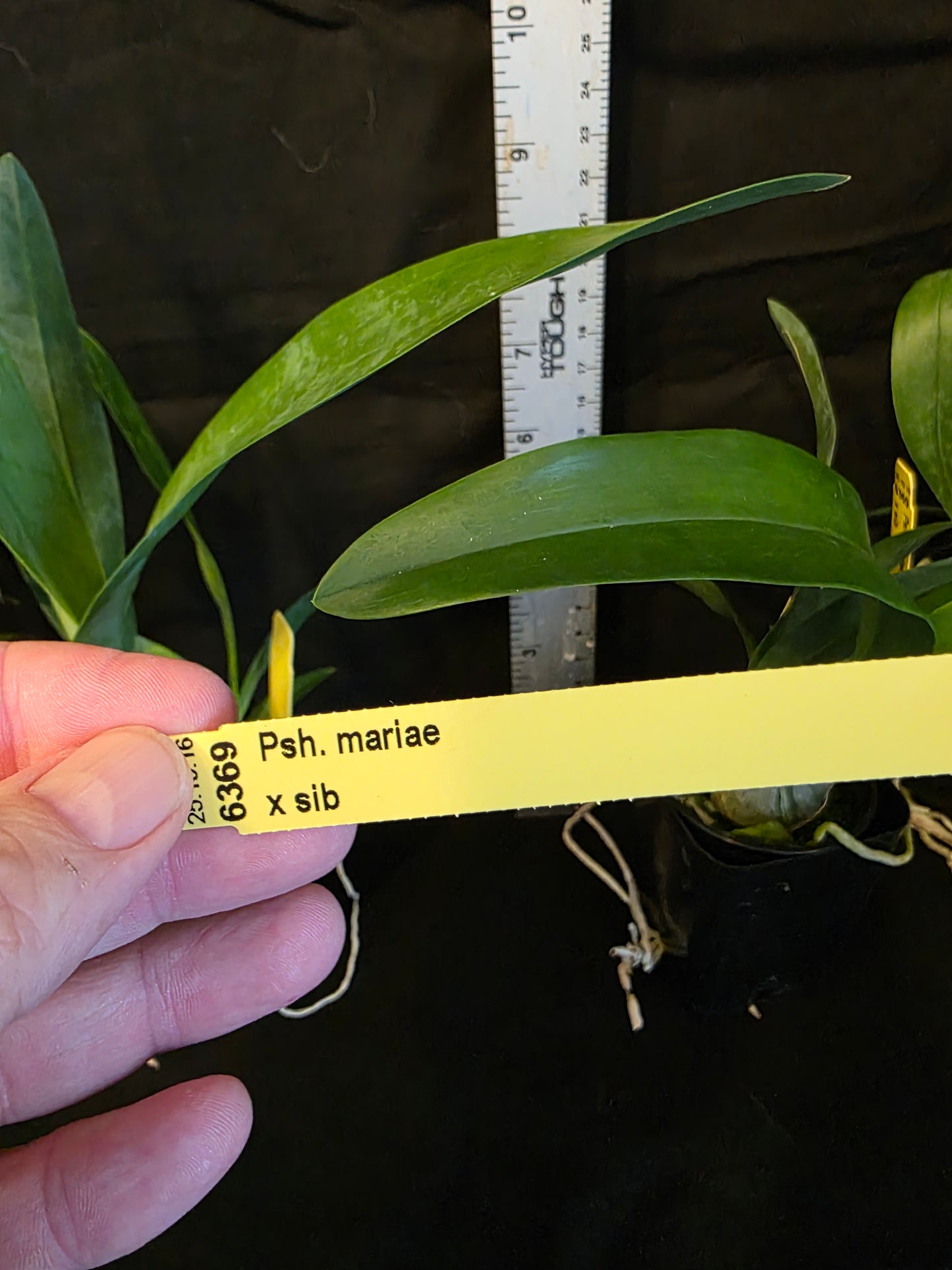 Prosthechea (Psh) mariae Rare orchid speicies