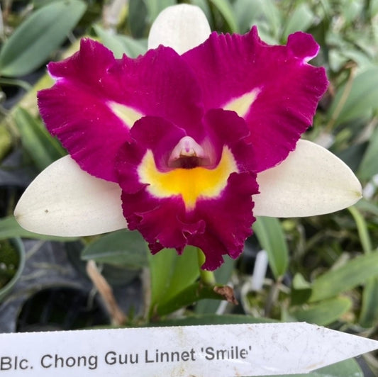 Rlc Chyong Guu Linnet 'Smile' near blooming size cattleya orchid clone. Beautiful peloric blooms