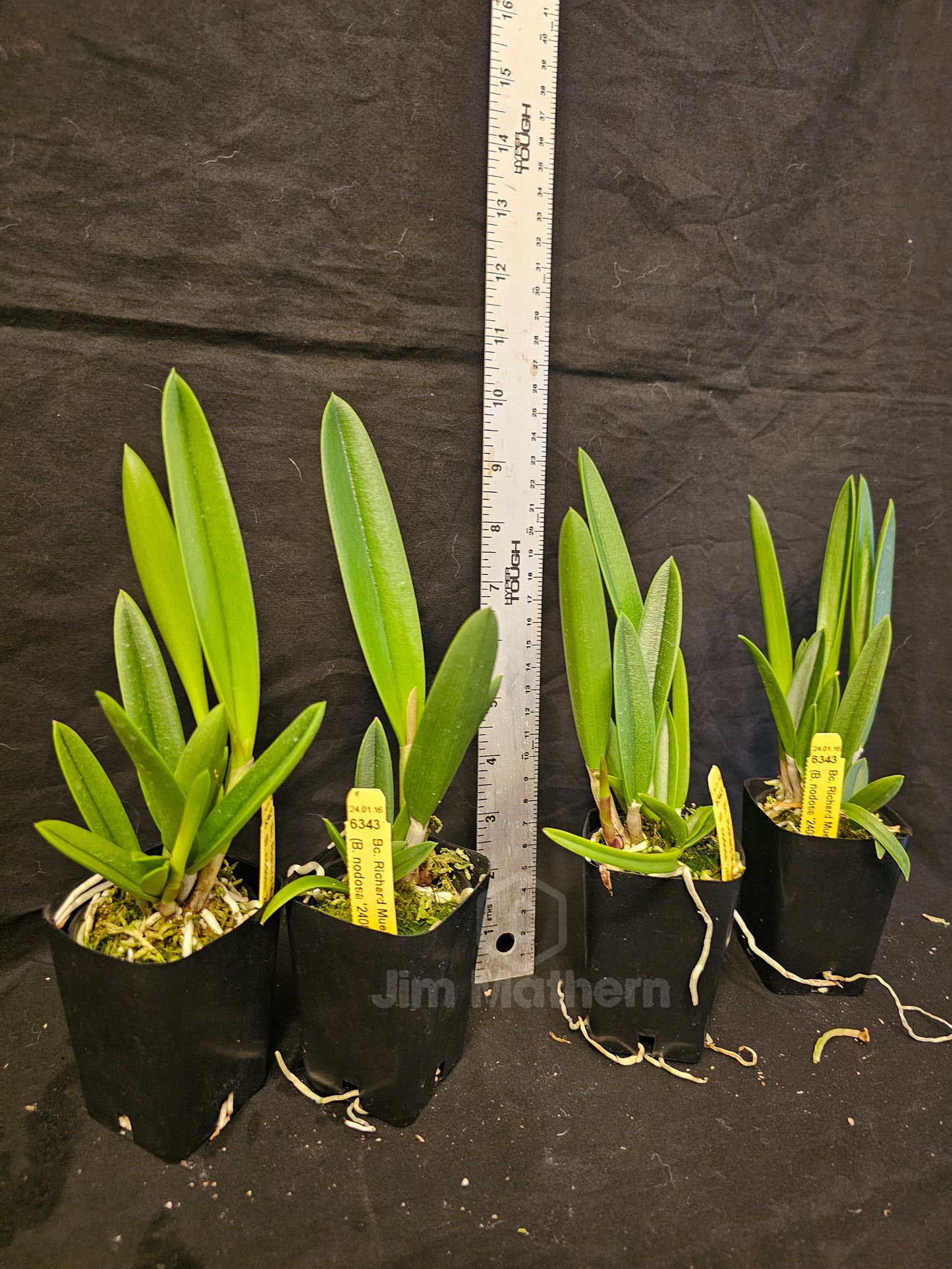 Bc Richard Mueller Brassavola nodosa x Cattleya milleri blooming size orchid hybrid. The King of Brassavola Hybrids