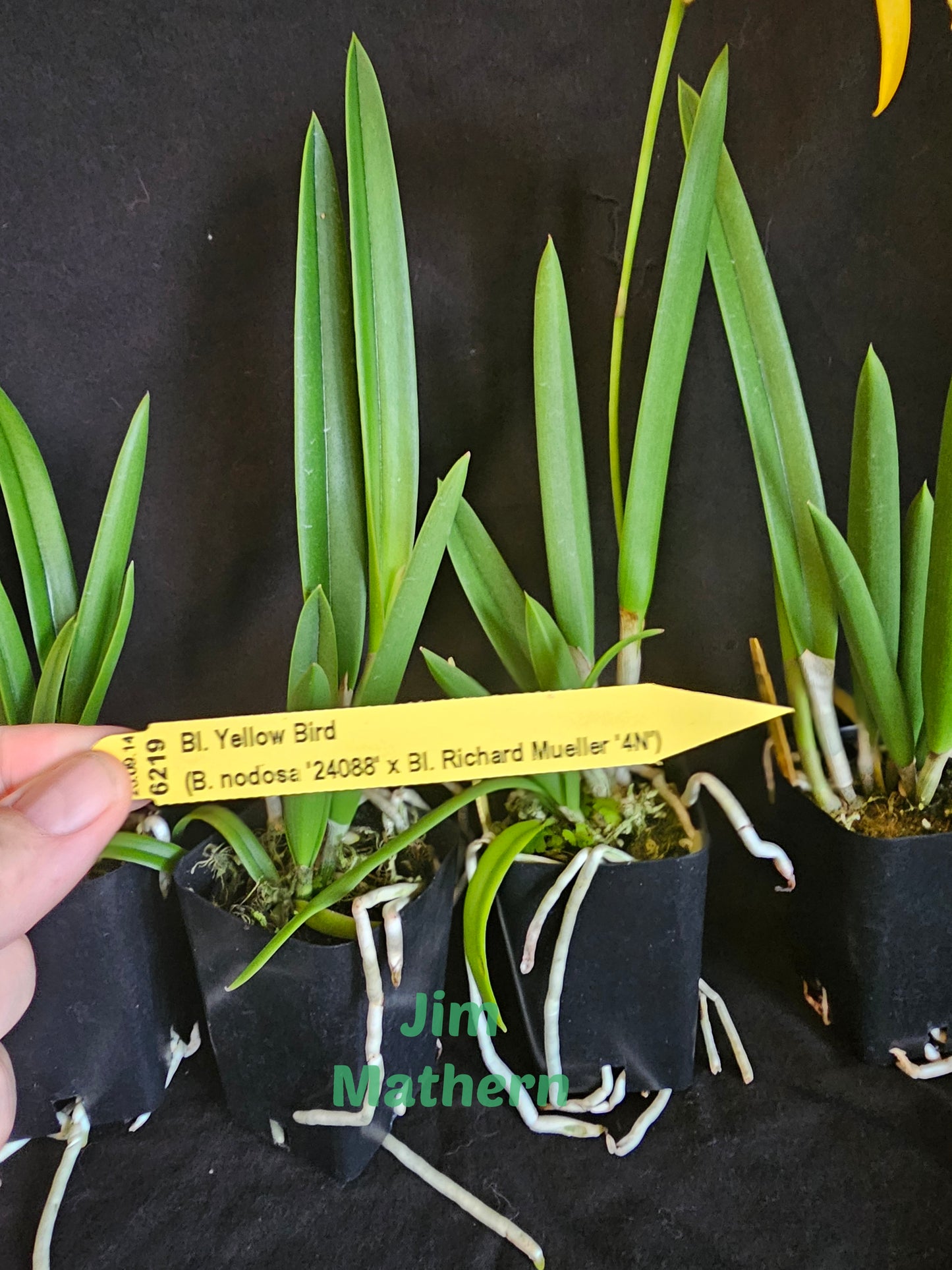 BC Yellow Bird. Blooming size Brassavola orchid hybrid, Blooms change color.