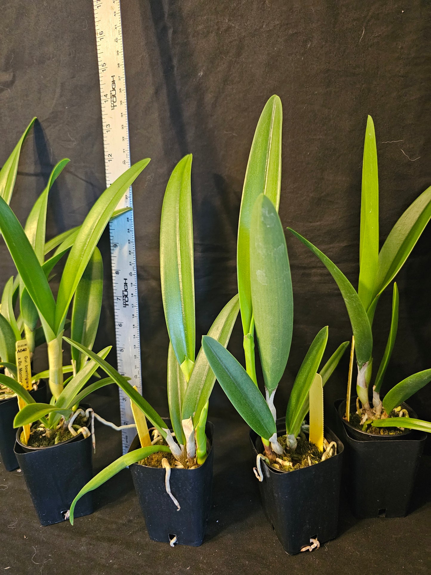 Gur. bowringiana 4N x Bc Morning Glory 4N blooming size brassavola orchid hybrid