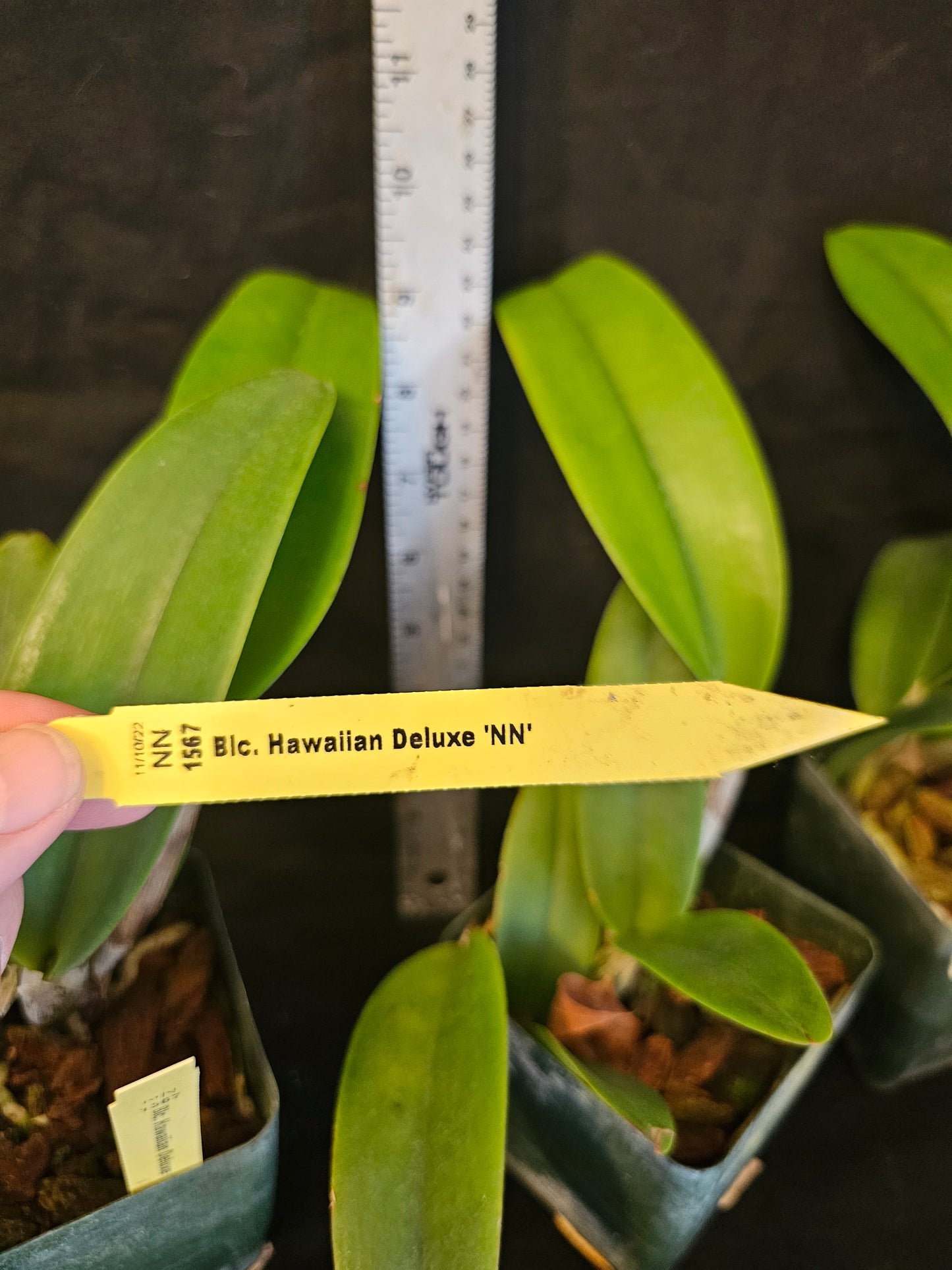 Rlc Hawaiian Deluxe 'NN' Large blooming size Catteya Orchid Clone. Fragrant