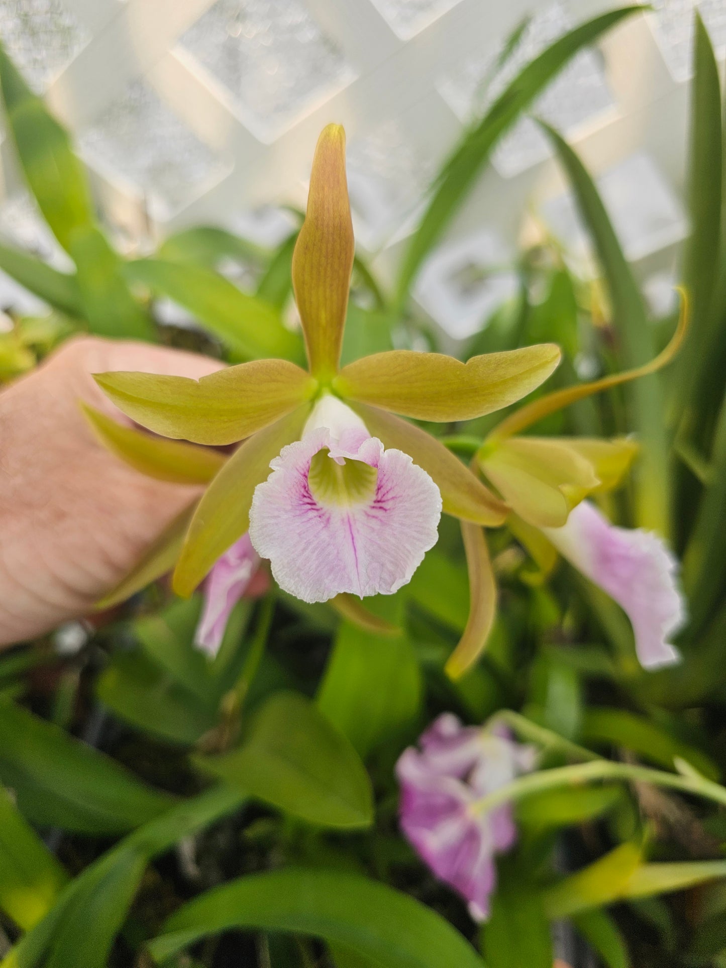 Cattlechea Mem Dollie Mckinnon. Blooming size cattleya orchid hybrid. Seed grown awarded parents.