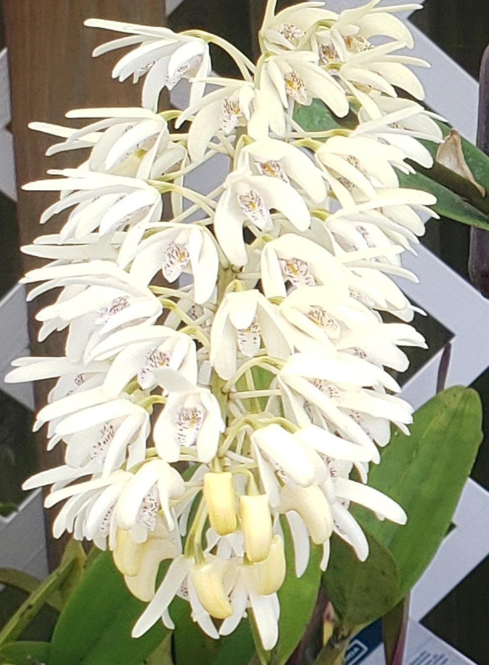 Dendobium speciosum. Non bloom size dendrobium orchid species. Highly sought after species.