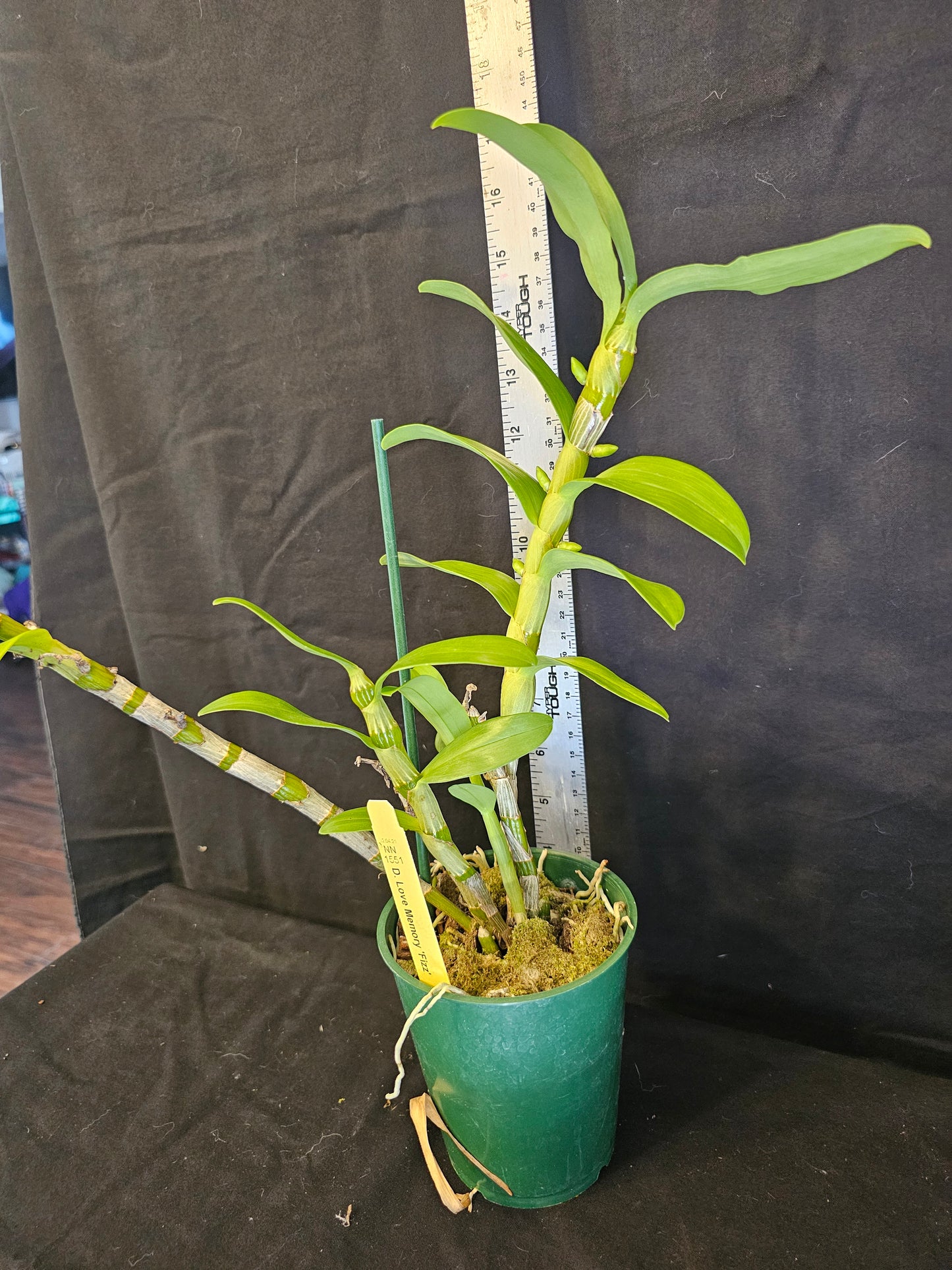 Dendrobium Love Memory 'Fizz' in bud. Blooming size Nobile Dendrobium.