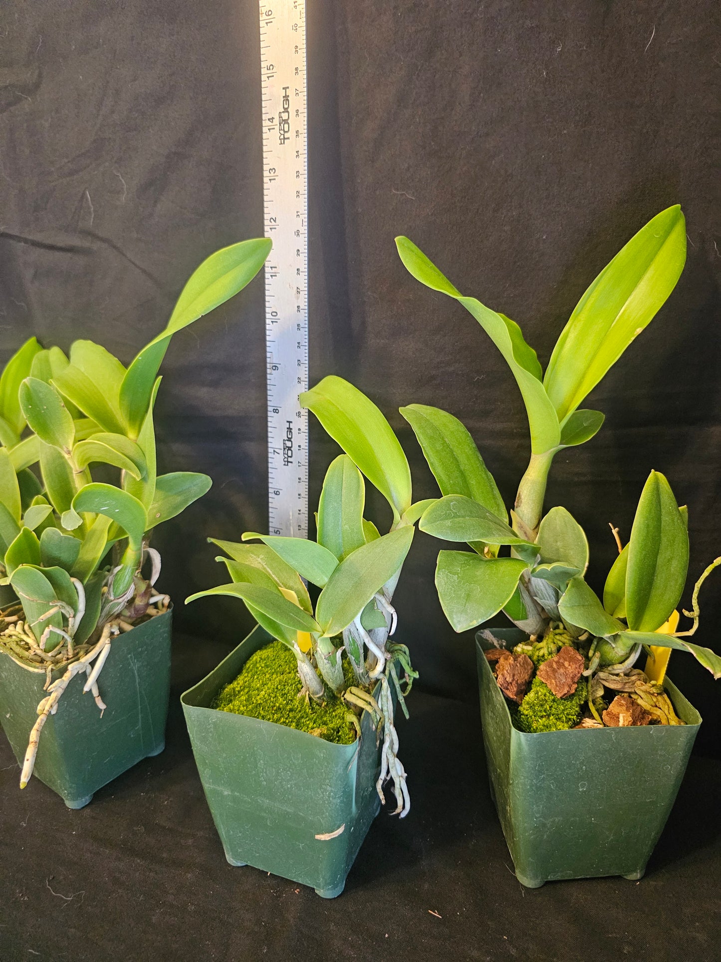 Bcn. Aka's Aloha 'Dream Dust' blooming size cattleya orchid clone. Beautiful fragrant blooms.