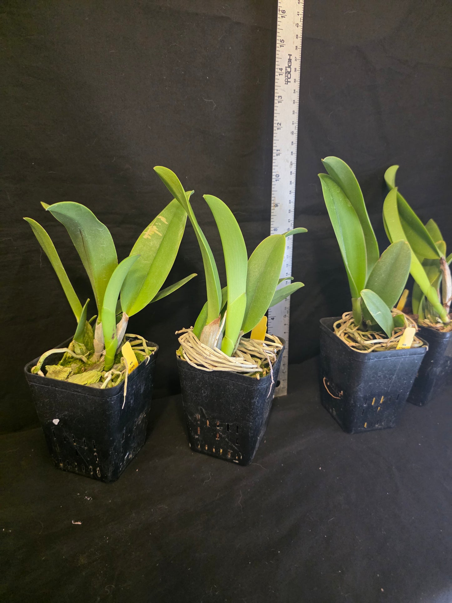 Rlc Hsinying Williette '#14' blooming size cattleya orchid clone. Fragrant.