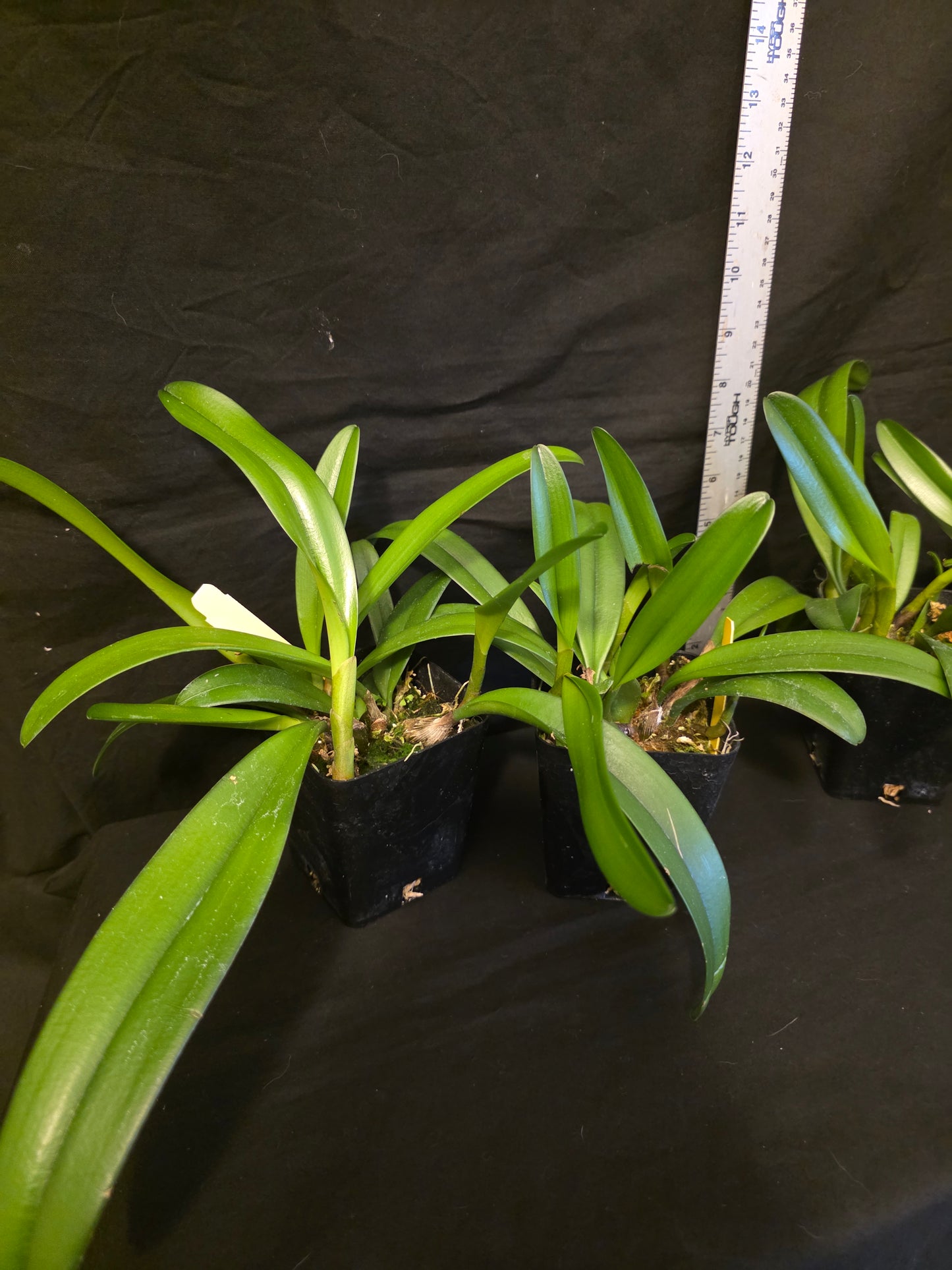 Bulbophyllum medusae, blooming size impressive orchid species. Rare