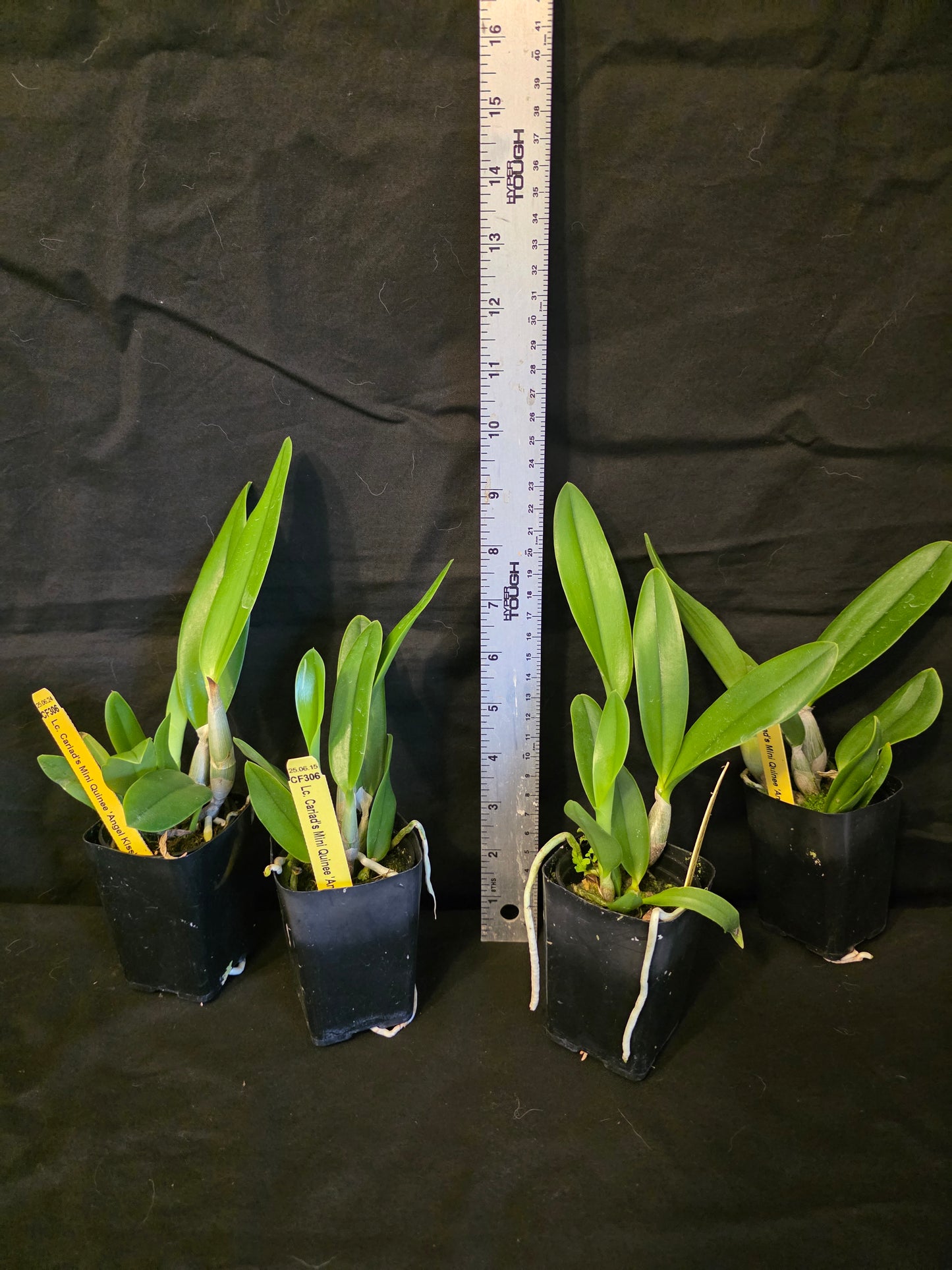 Lc Cariads Mini Quinee 'Angel Kiss' HCC/AOS. Blooming size compact coerulea cattleya orchid clone. Awarded and fragrant